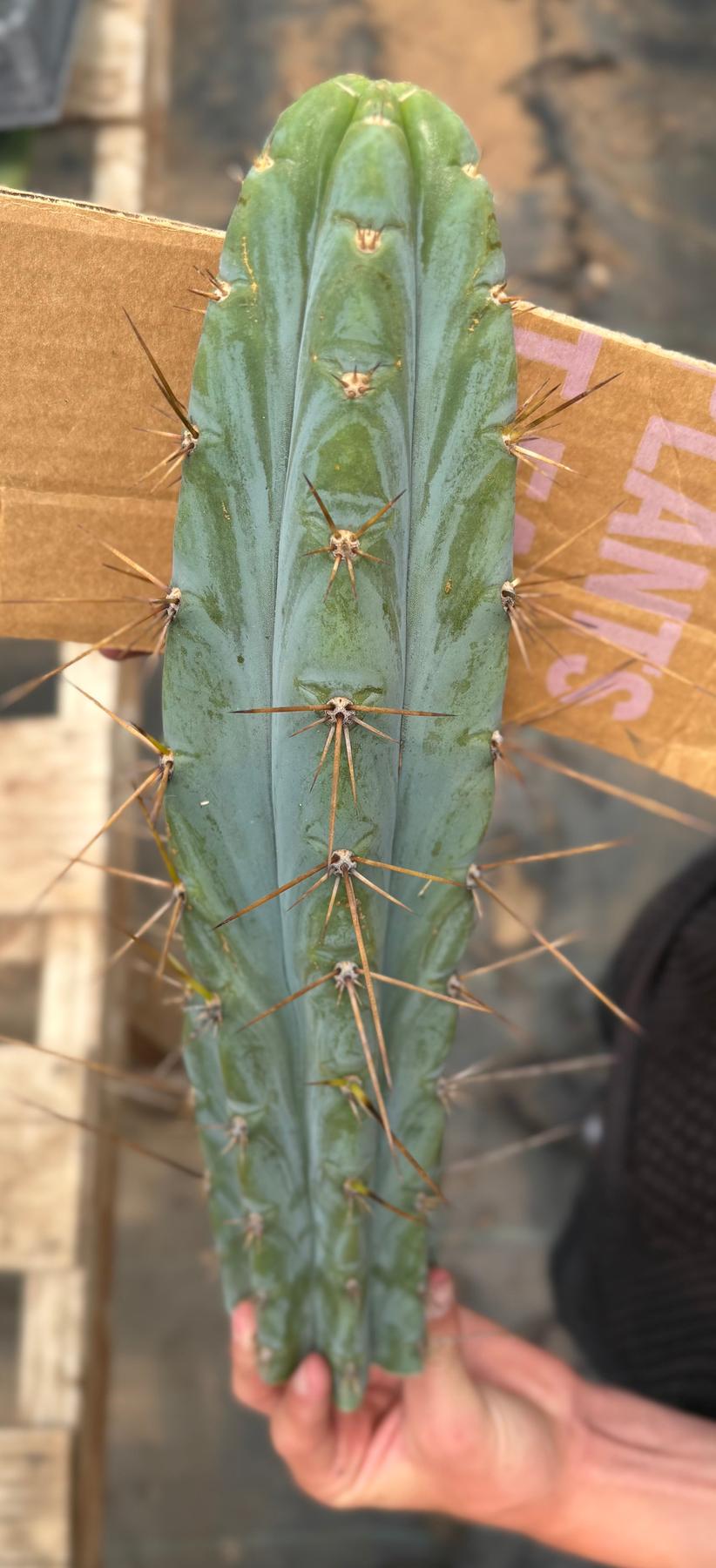 #EC286 Beau’s Exact Trichocereus Cactus Cuttings Page-Cactus - Large - Exact-The Succulent Source