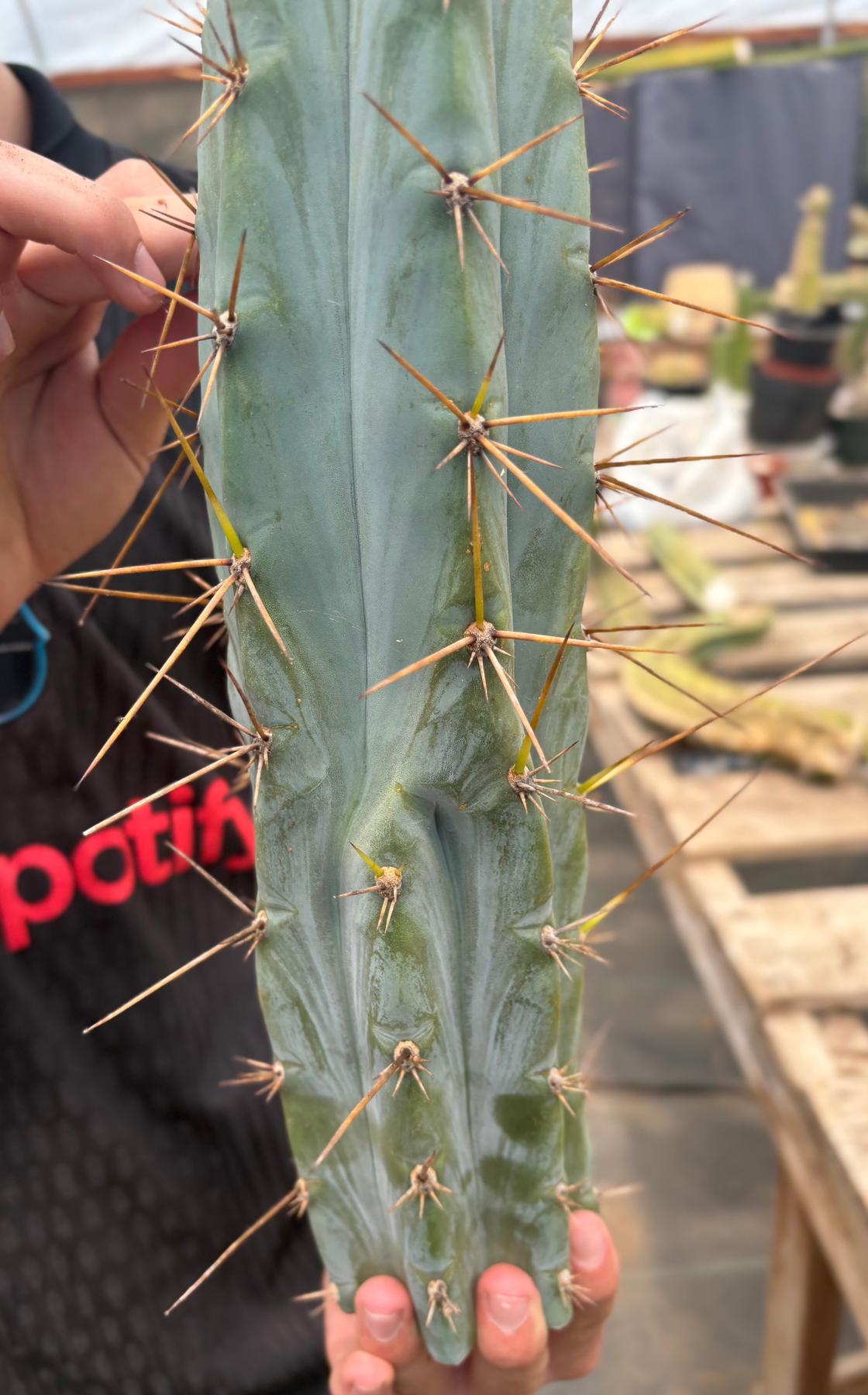 #EC286 Beau’s Exact Trichocereus Cactus Cuttings Page-Cactus - Large - Exact-The Succulent Source