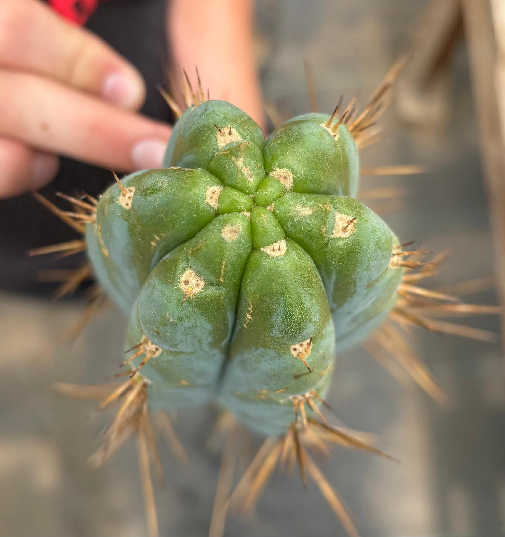 #EC286 Beau’s Exact Trichocereus Cactus Cuttings Page-Cactus - Large - Exact-The Succulent Source