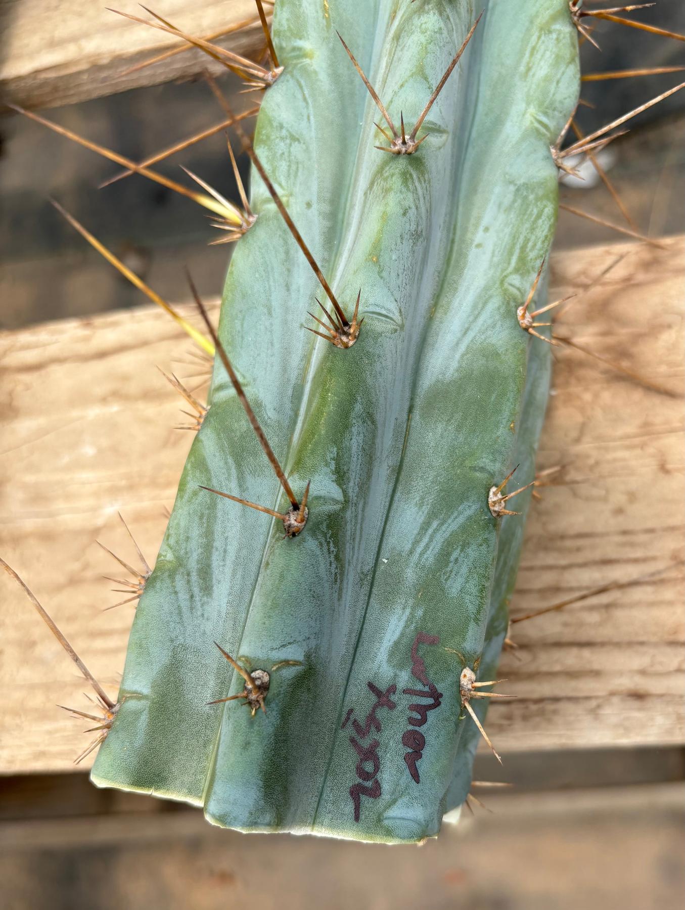 #EC286 Beau’s Exact Trichocereus Cactus Cuttings Page-Cactus - Large - Exact-The Succulent Source