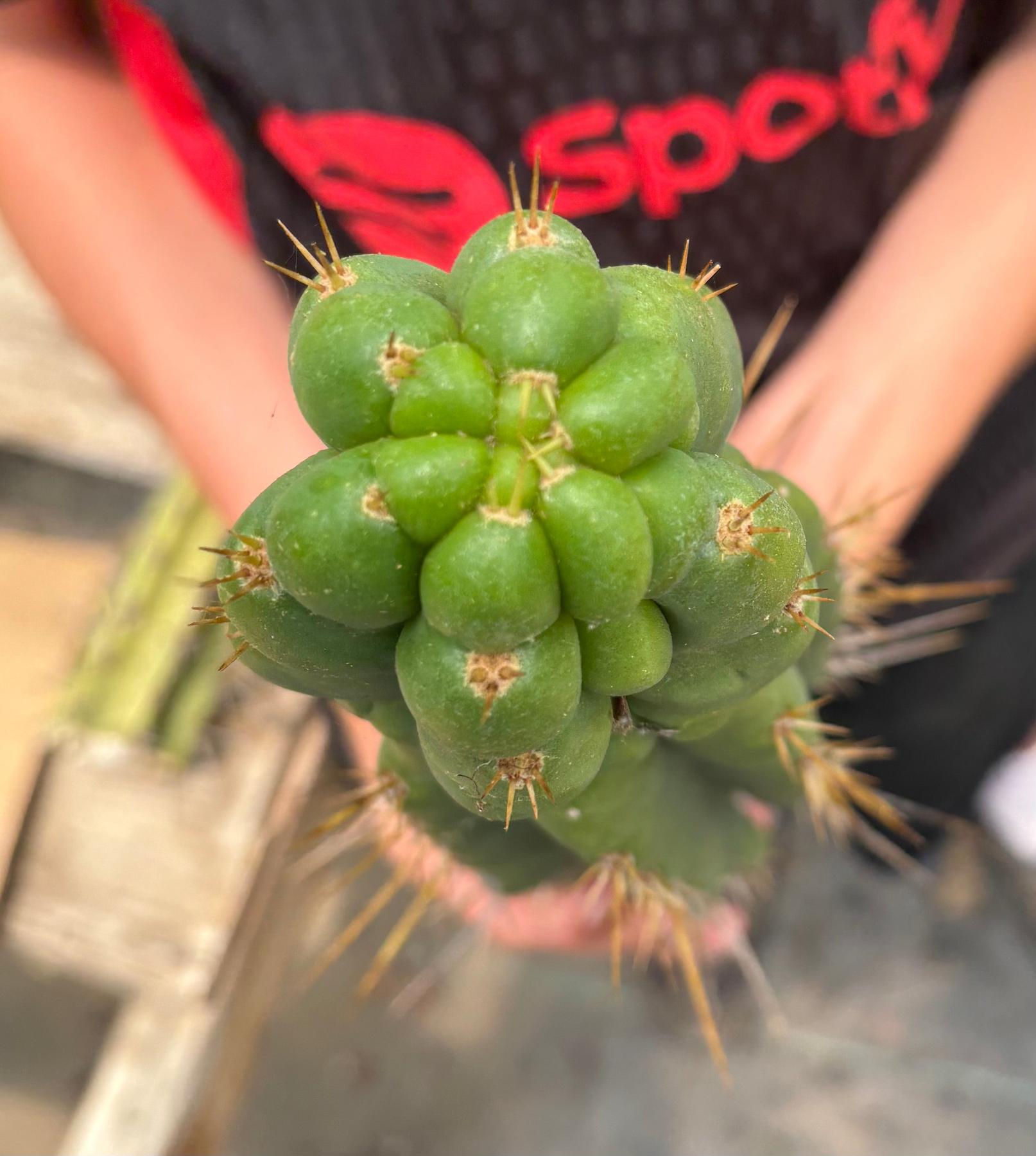 #EC286 Beau’s Exact Trichocereus Cactus Cuttings Page-Cactus - Large - Exact-The Succulent Source