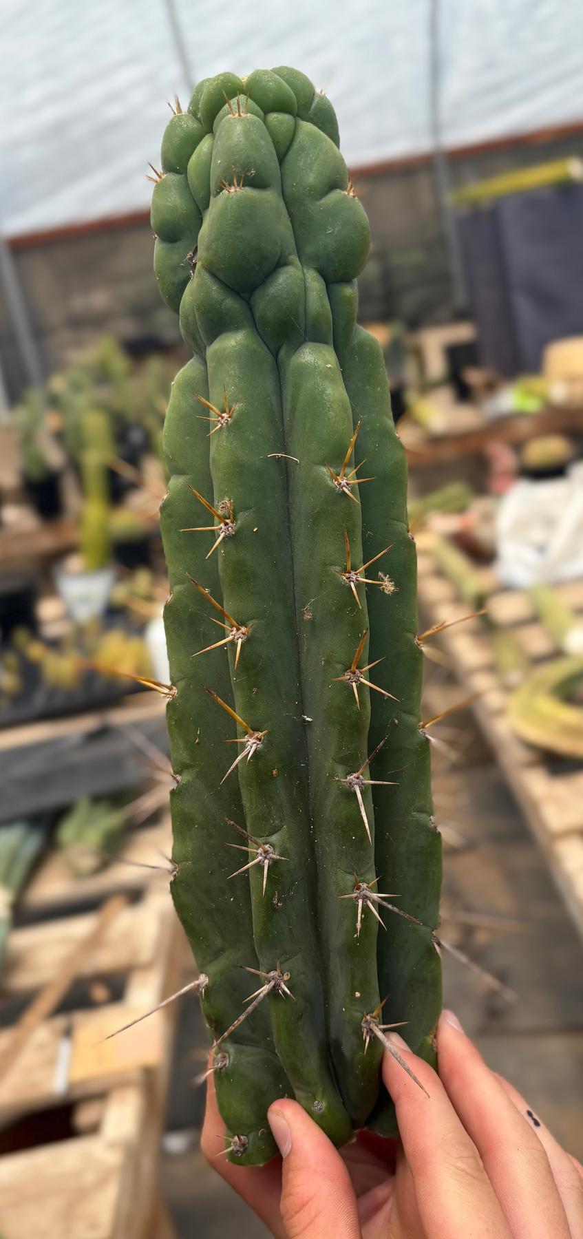 #EC286 Beau’s Exact Trichocereus Cactus Cuttings Page-Cactus - Large - Exact-The Succulent Source