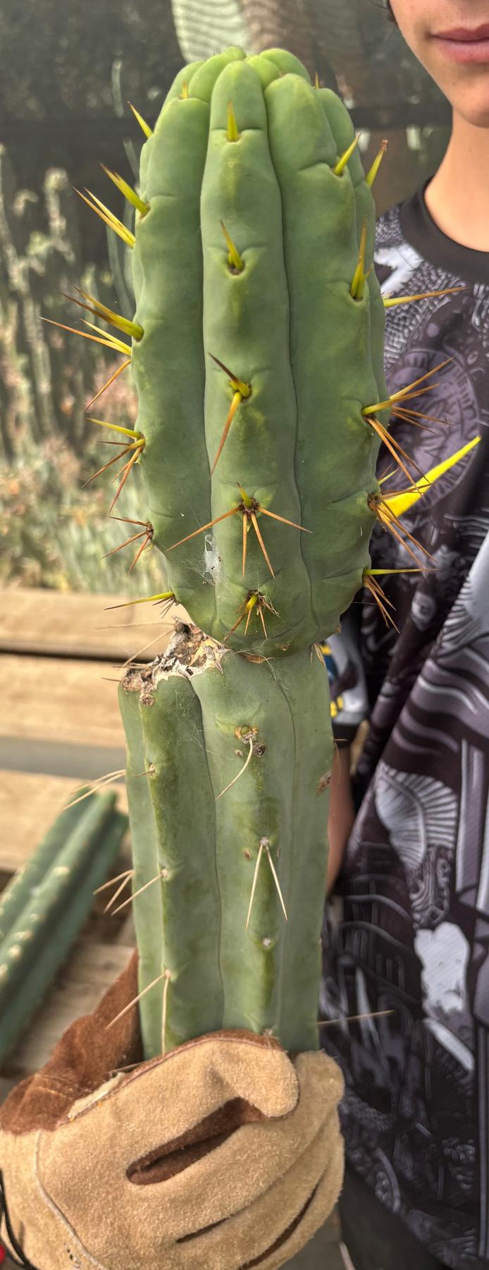 #EC286 Beau’s Exact Trichocereus Cactus Cuttings Page-Cactus - Large - Exact-The Succulent Source