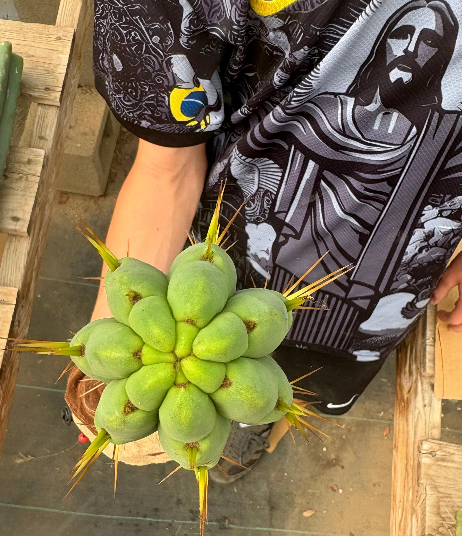 #EC286 Beau’s Exact Trichocereus Cactus Cuttings Page-Cactus - Large - Exact-The Succulent Source