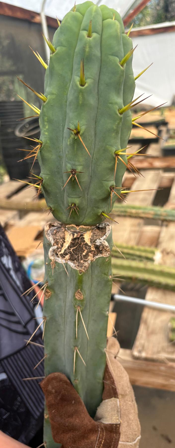 #EC286 Beau’s Exact Trichocereus Cactus Cuttings Page-Cactus - Large - Exact-The Succulent Source