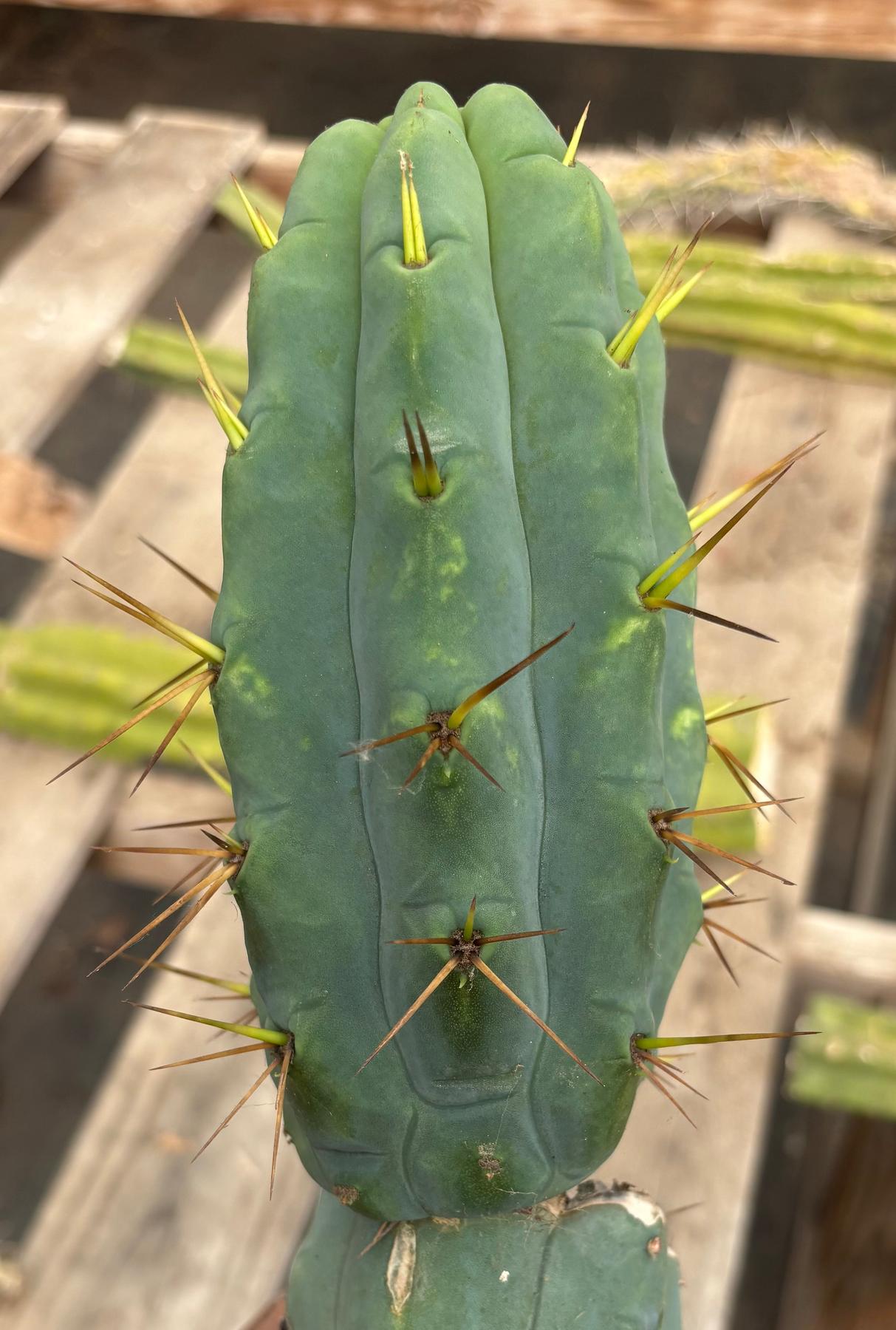 #EC286 Beau’s Exact Trichocereus Cactus Cuttings Page-Cactus - Large - Exact-The Succulent Source