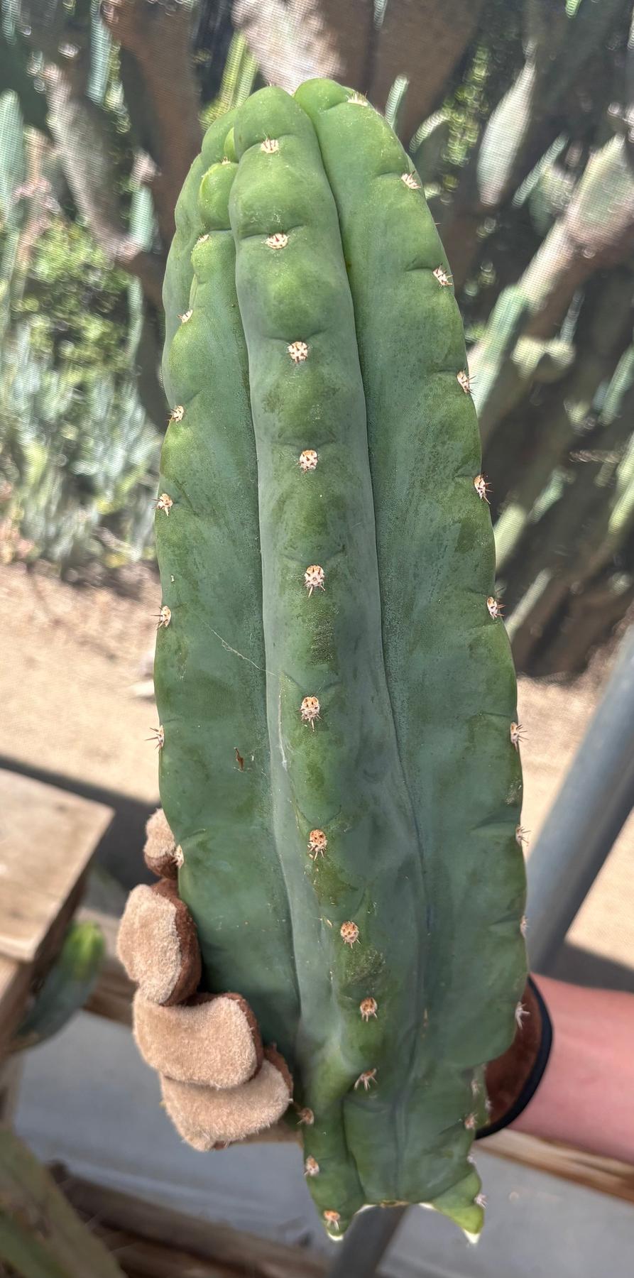 #EC286 Beau’s Exact Trichocereus Cactus Cuttings Page-Cactus - Large - Exact-The Succulent Source