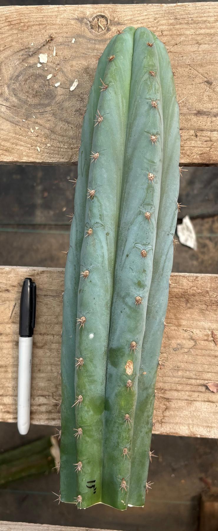 #EC286 Beau’s Exact Trichocereus Cactus Cuttings Page-Cactus - Large - Exact-The Succulent Source