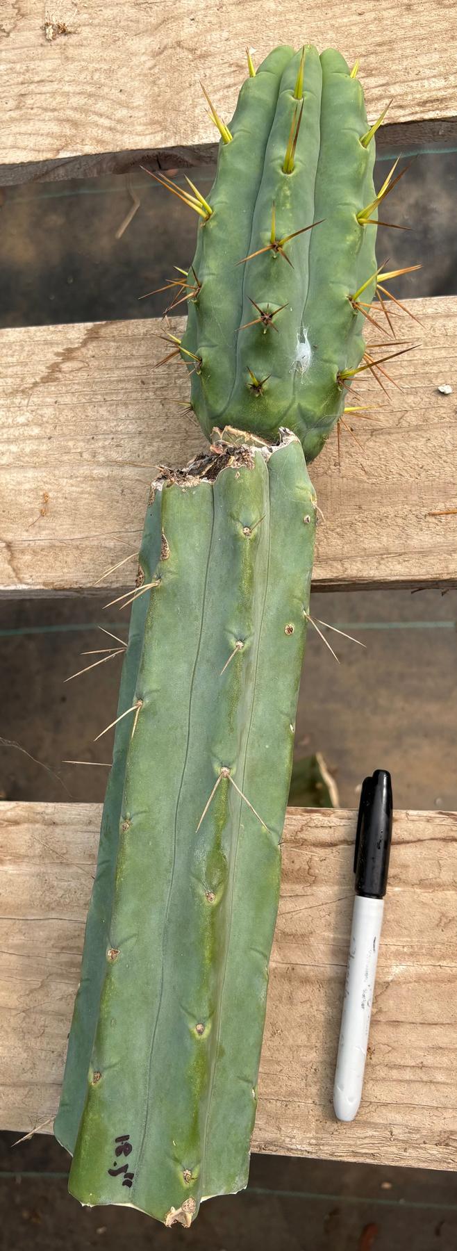#EC286 Beau’s Exact Trichocereus Cactus Cuttings Page-Cactus - Large - Exact-The Succulent Source