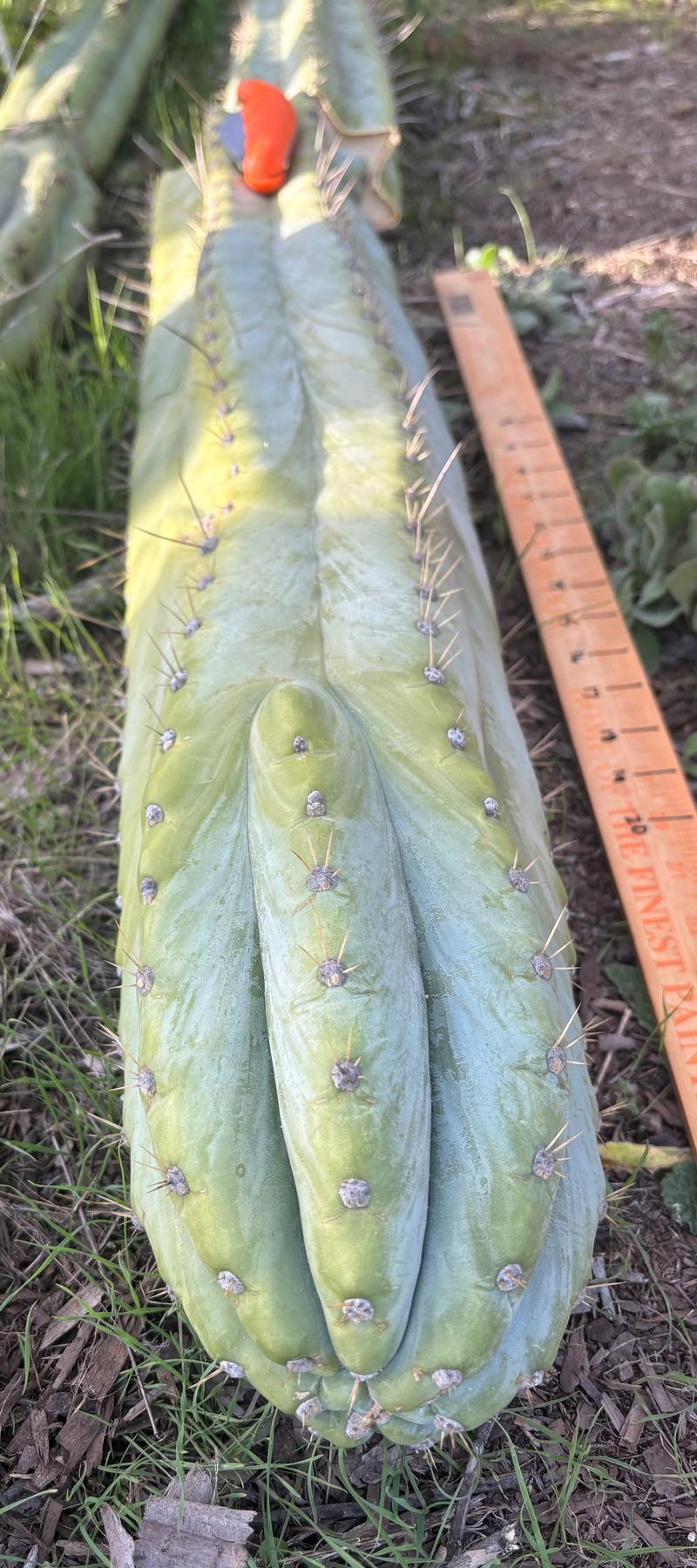 #EC287 EXACT Giant Trichocereus Peruvianus TSSBP Peru Cactus 30”+Cutting-Cactus - Large - Exact-The Succulent Source