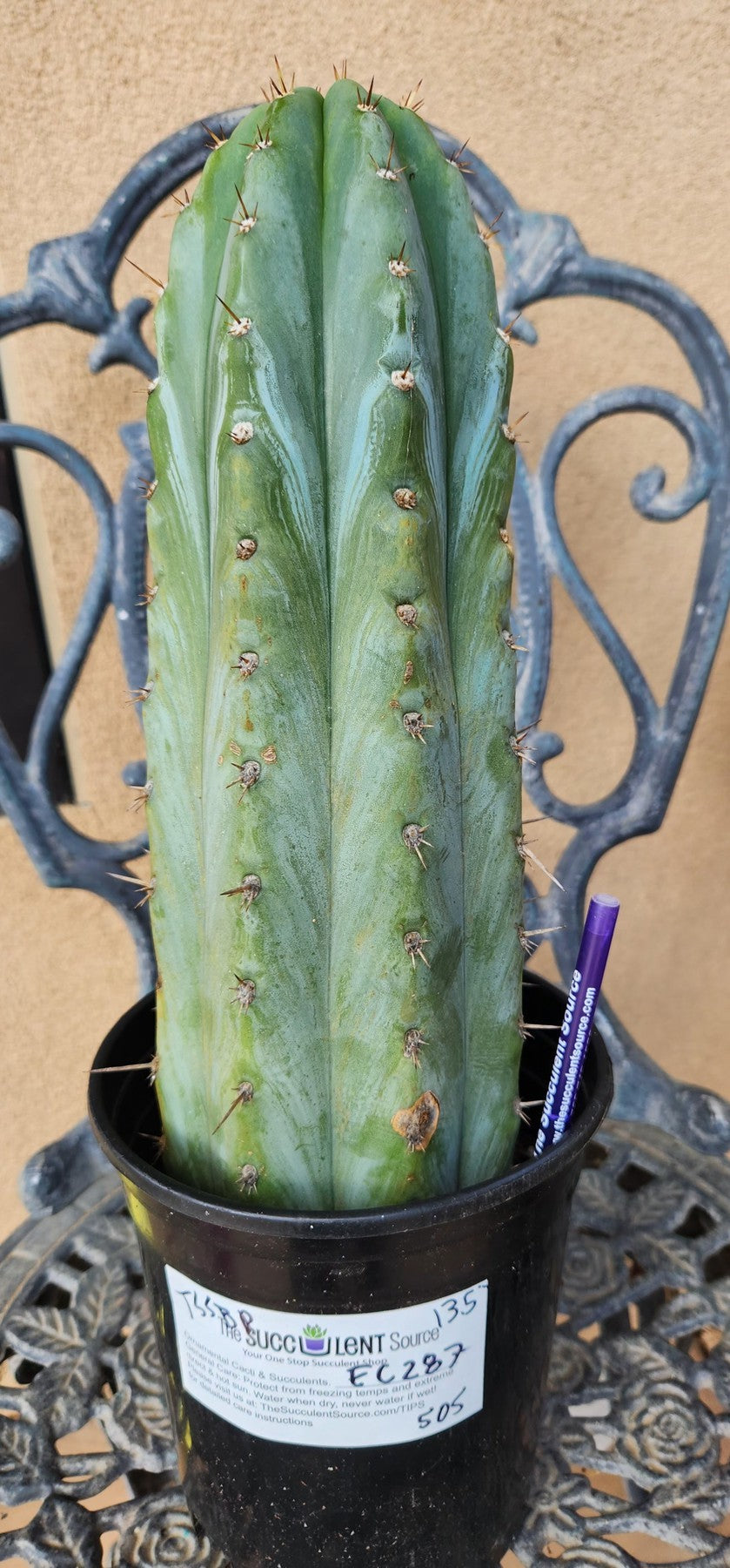 #EC287 EXACT Trichocereus Peruvianus TSSBP Peru Cactus 13.5"-Cactus - Large - Exact-The Succulent Source