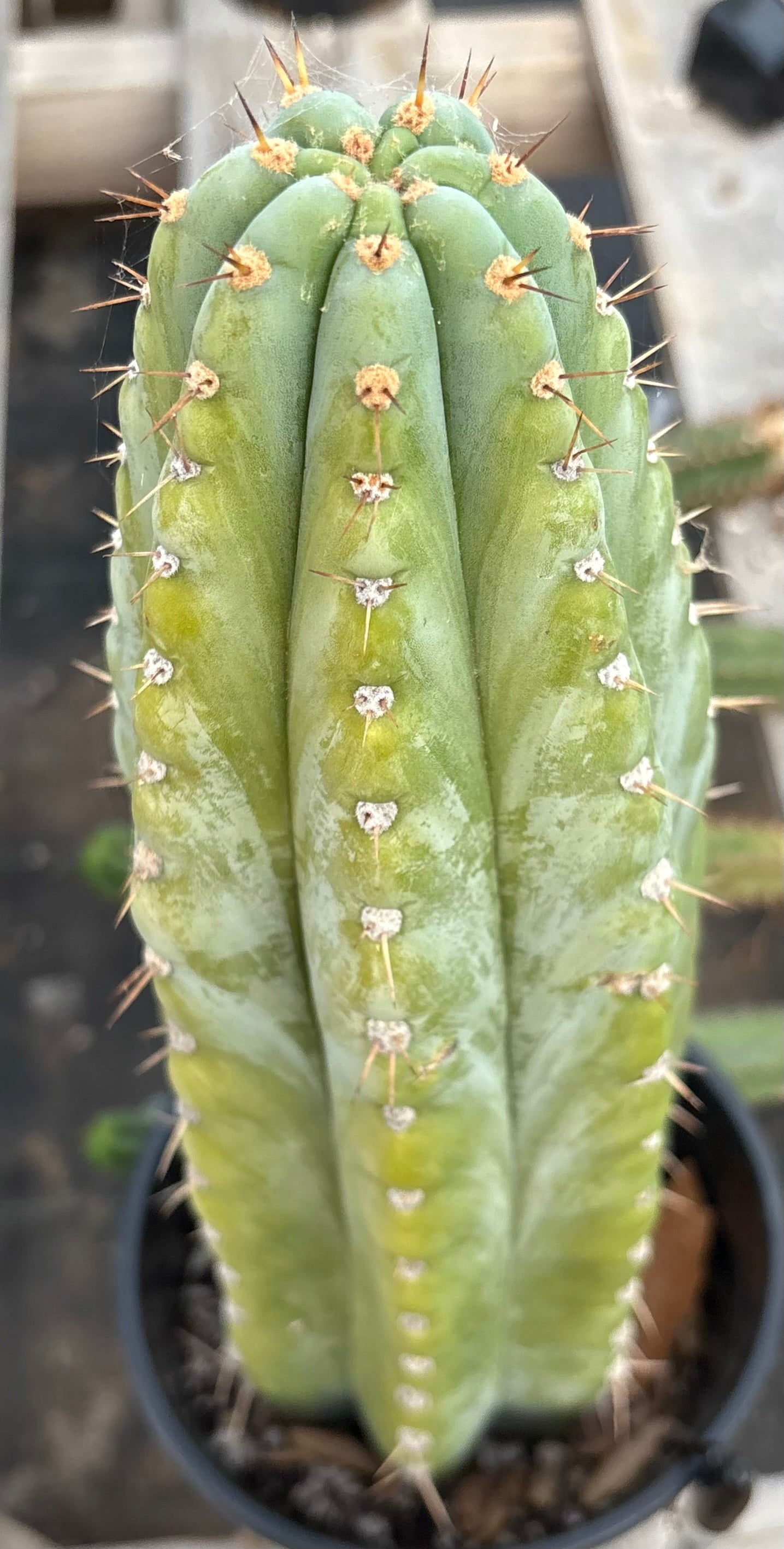 #EC287 EXACT Trichocereus Peruvianus TSSBP Peru Cactus 15”-Cactus - Large - Exact-The Succulent Source