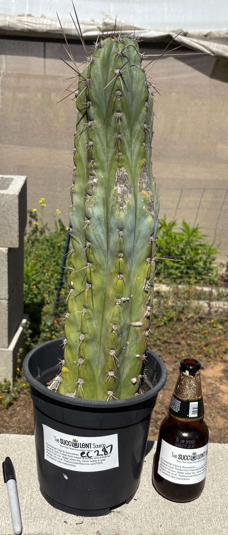 cactus peru #EC287 EXACT Trichocereus Peruvianus TSSBP Peru Cactus 18”