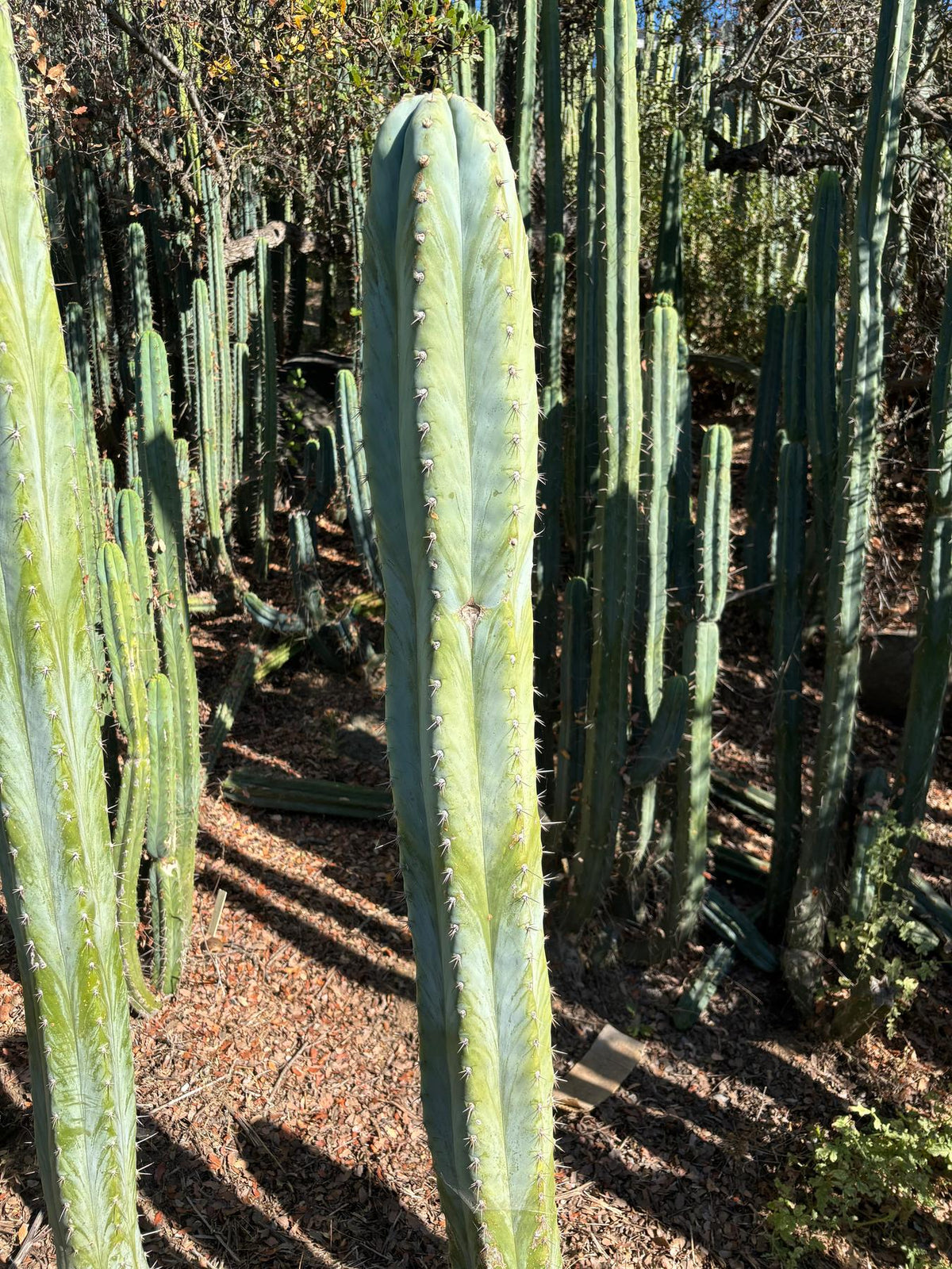 #EC287 EXACT Trichocereus Peruvianus TSSBP Peru Cactus Giant 4’ CUTTING 48”-Cactus - Large - Exact-The Succulent Source
