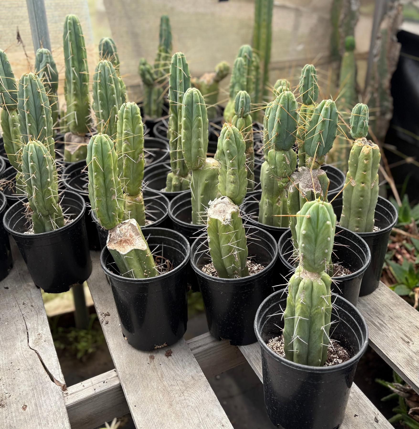 #EC29 EXACT Trichocereus Bridgesii Bargain Basic Potted Cactus 12-14"-Cactus - Large - Exact-The Succulent Source