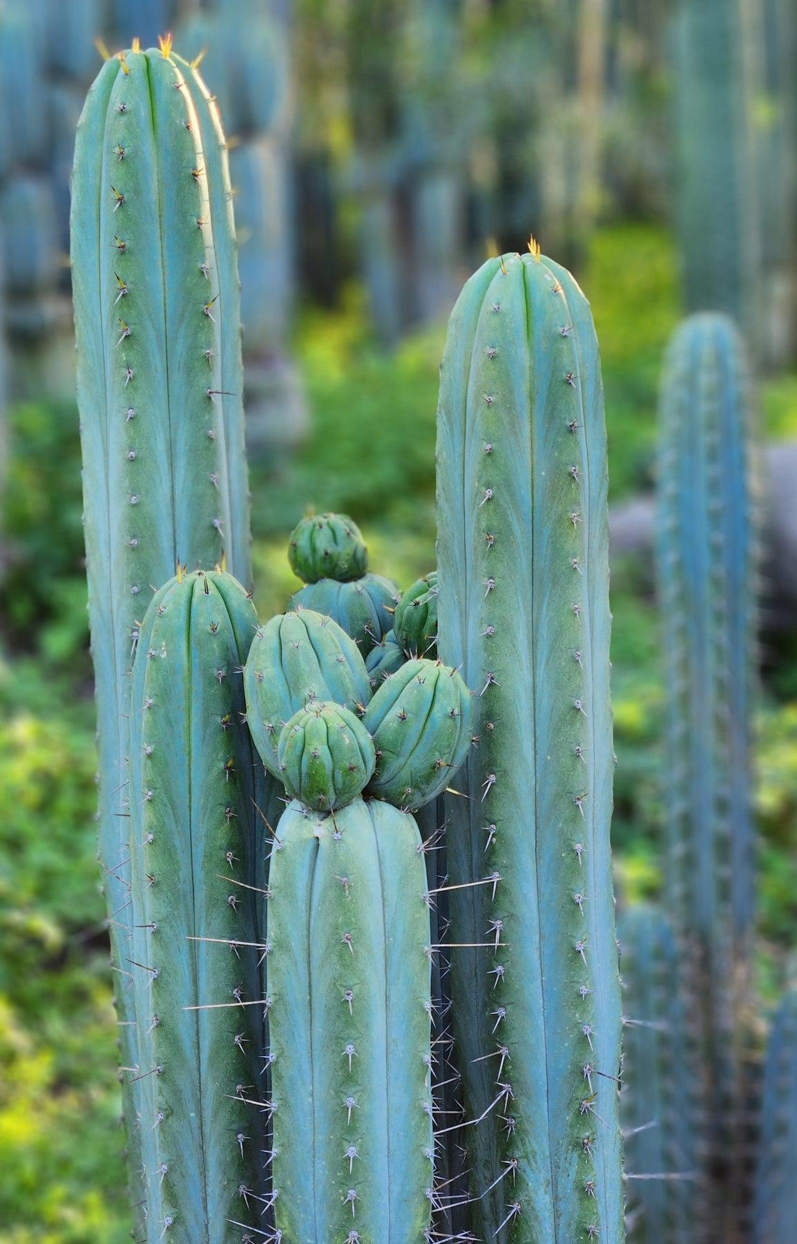 #EC290 EXACT Trichocereus Hybrid Pachanoi Juuls X Peruvianus Cactus 7-8"-Cactus - Large - Exact-The Succulent Source