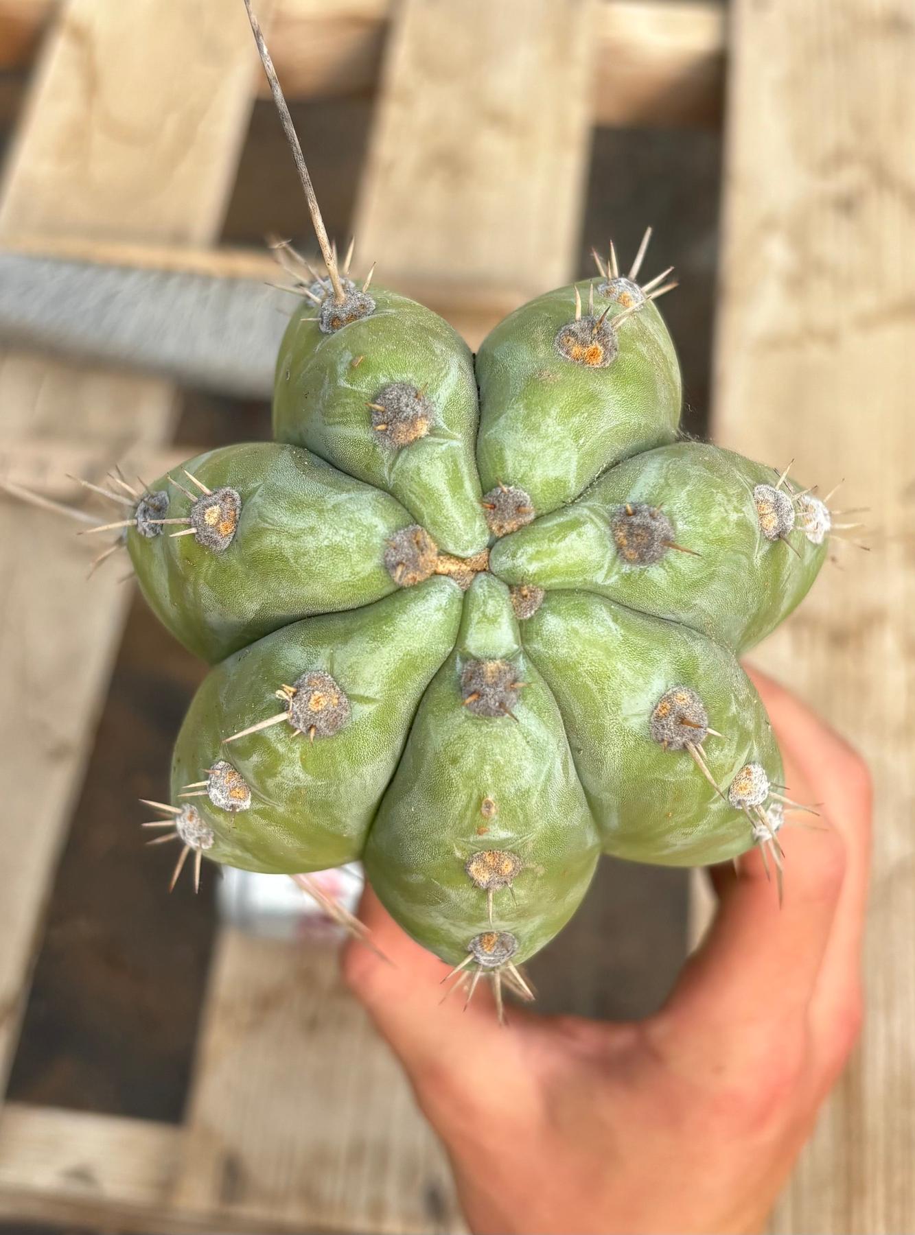 #EC291 Dan X Sharxx Blue Cactus Cutting 30”-Cactus - Large - Exact-The Succulent Source