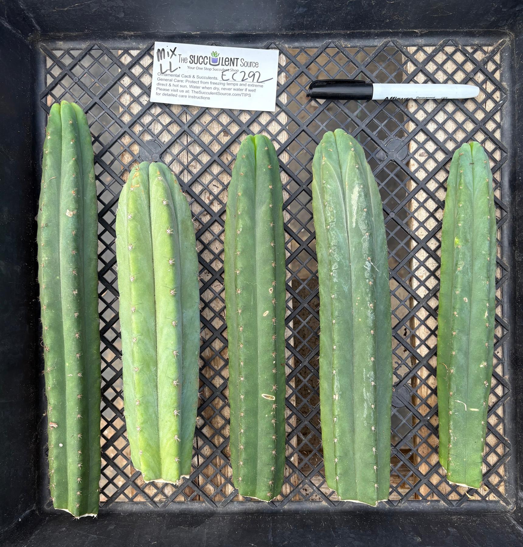 #EC292 EXACT Trichocereus Mixed Cactus cutting TLC Lot-Cactus - Large - Exact-The Succulent Source