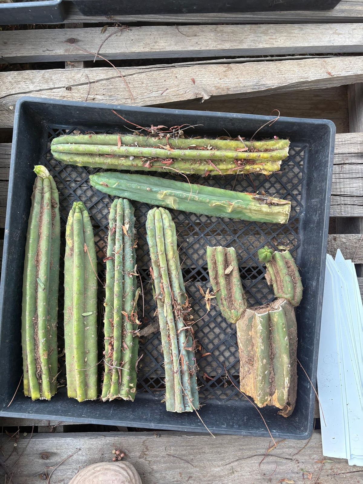 #EC292 EXACT Trichocereus Mixed Cactus cutting TLC Lot-Cactus - Large - Exact-The Succulent Source