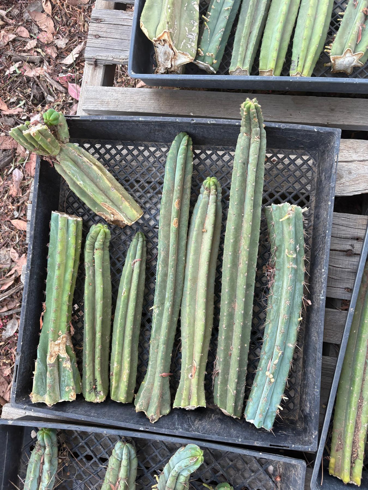 #EC292 EXACT Trichocereus Mixed Cactus cutting TLC Lot-Cactus - Large - Exact-The Succulent Source