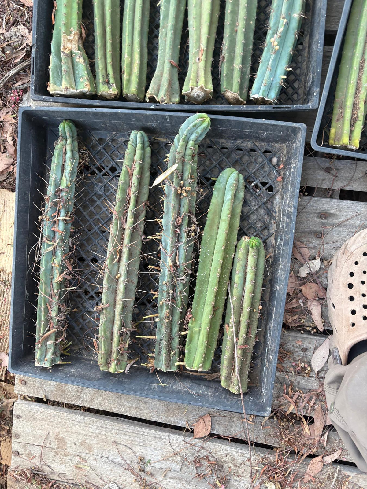 #EC292 EXACT Trichocereus Mixed Cactus cutting TLC Lot-Cactus - Large - Exact-The Succulent Source