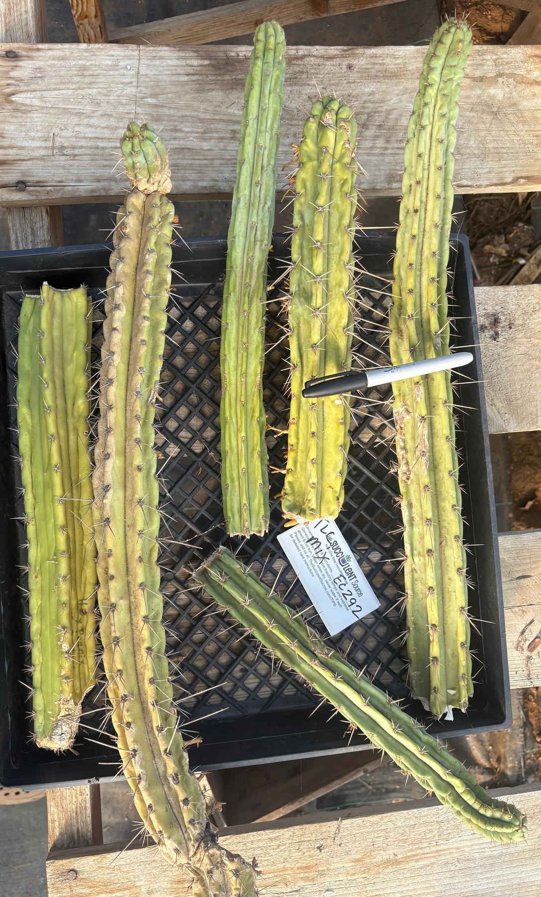 #EC292 EXACT Trichocereus Mixed Cactus cutting TLC Lot-Cactus - Large - Exact-The Succulent Source