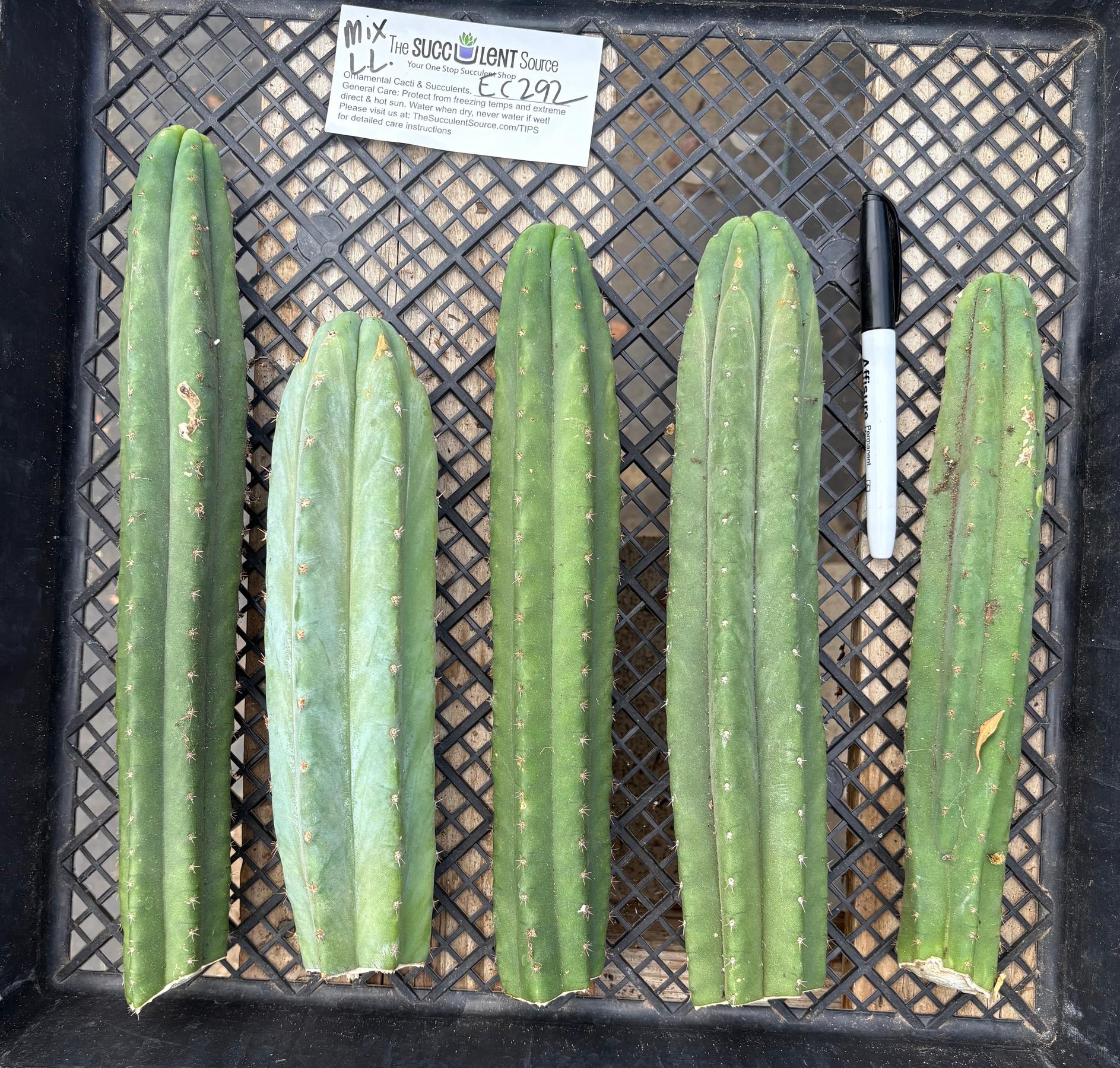 #EC292 EXACT Trichocereus Mixed Cactus cutting TLC Lot-Cactus - Large - Exact-The Succulent Source