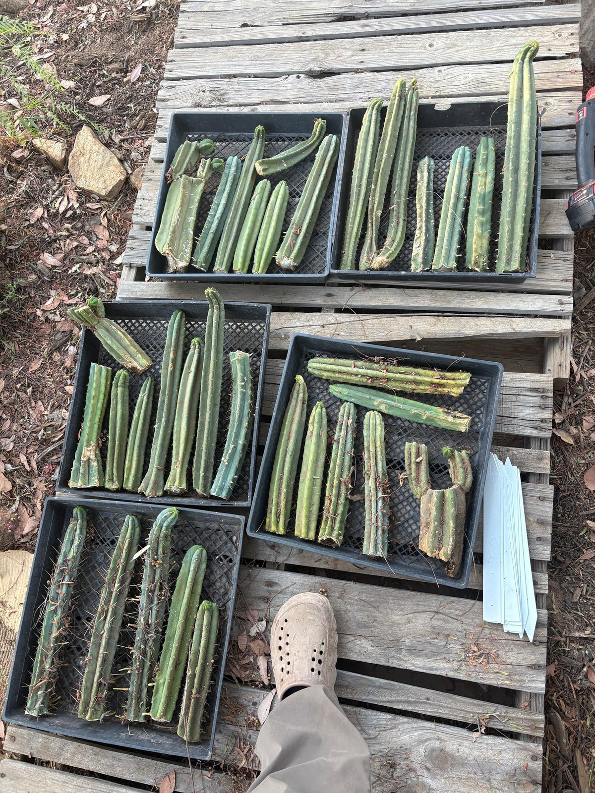 #EC292 EXACT Trichocereus Mixed Cactus cutting TLC Lot-Cactus - Large - Exact-The Succulent Source