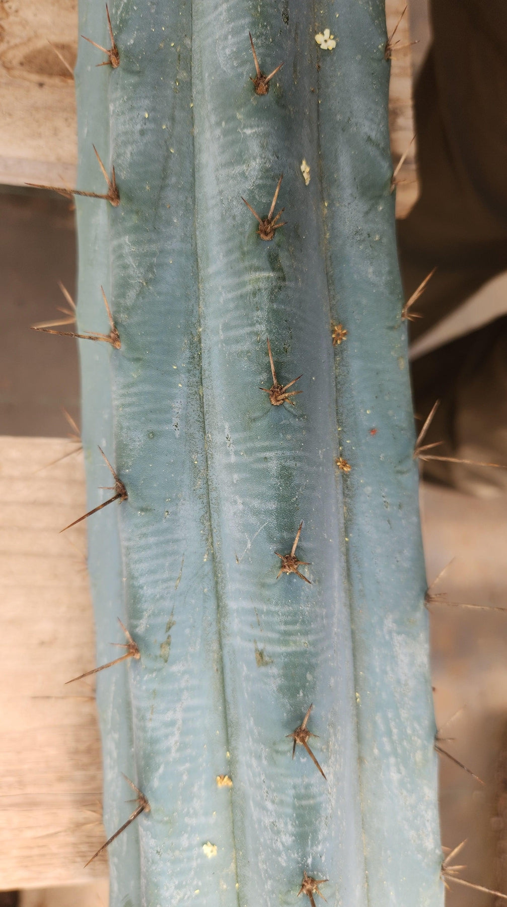 #EC293 EXACT Trichocereus Peruvianus TSSBP #536 Cactus Cuttings-Cactus - Large - Exact-The Succulent Source