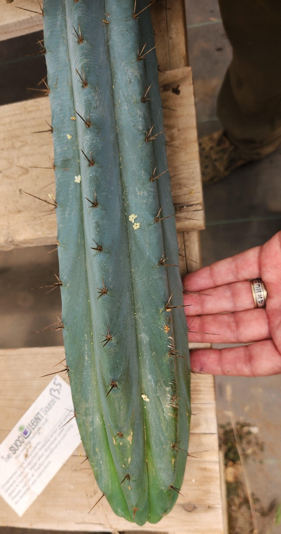 #EC293 EXACT Trichocereus Peruvianus TSSBP #536 Cactus Cuttings-Cactus - Large - Exact-The Succulent Source