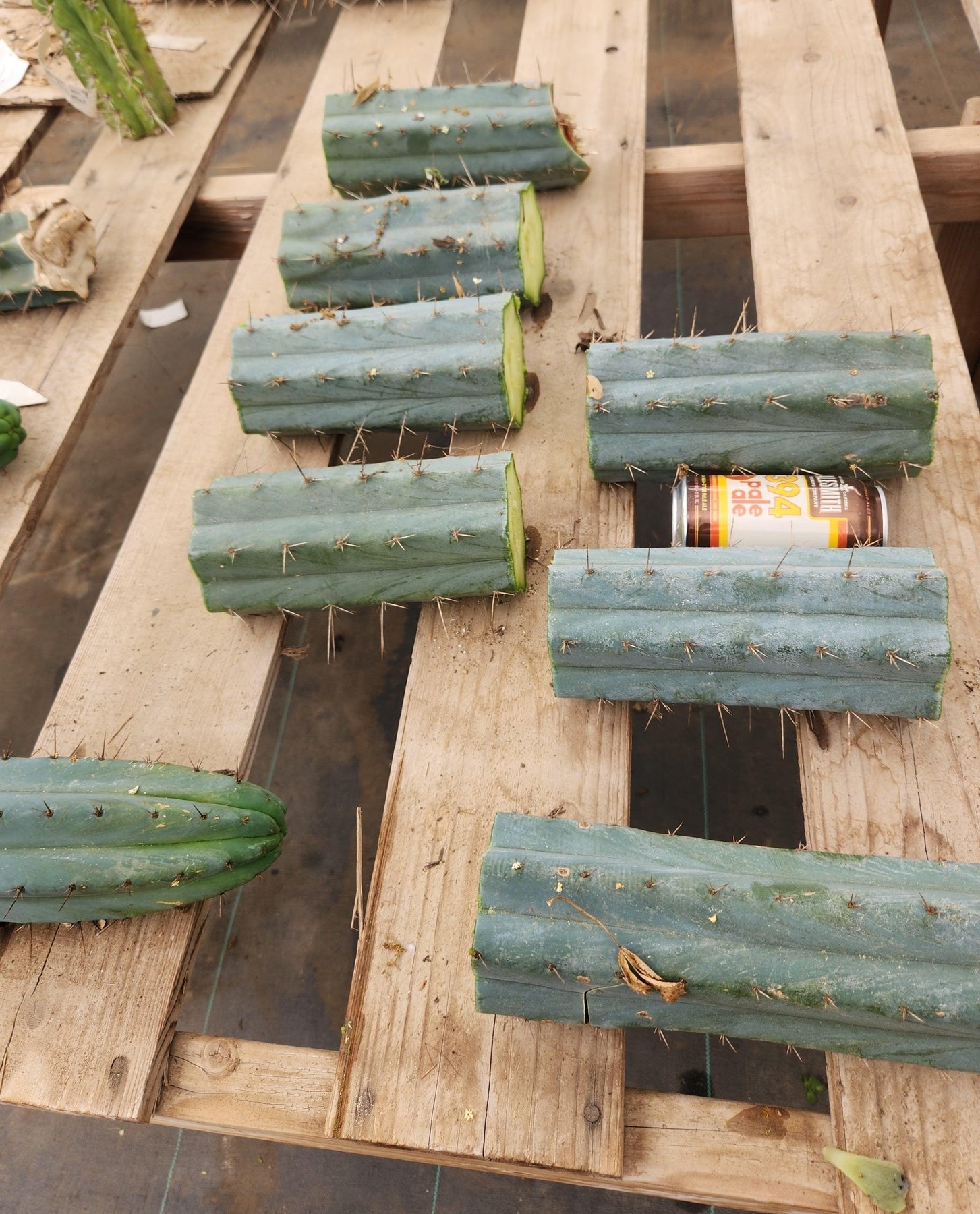#EC293 EXACT Trichocereus Peruvianus TSSBP #536 Cactus Cuttings-Cactus - Large - Exact-The Succulent Source