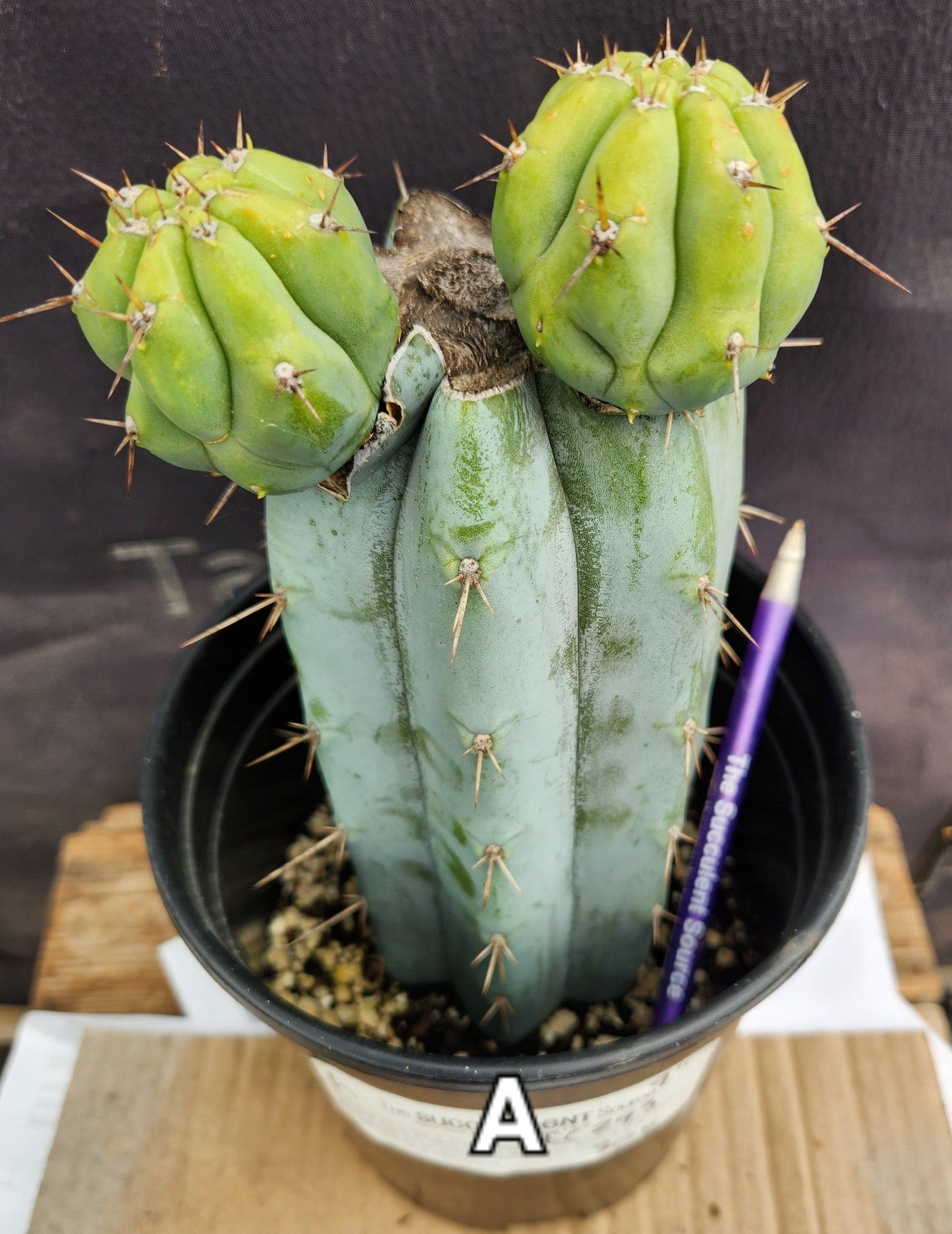 #EC293 EXACT Trichocereus Peruvianus TSSBP #536 Blue Peru Cactus Cuttings & Potted-Cactus - Large - Exact-The Succulent Source