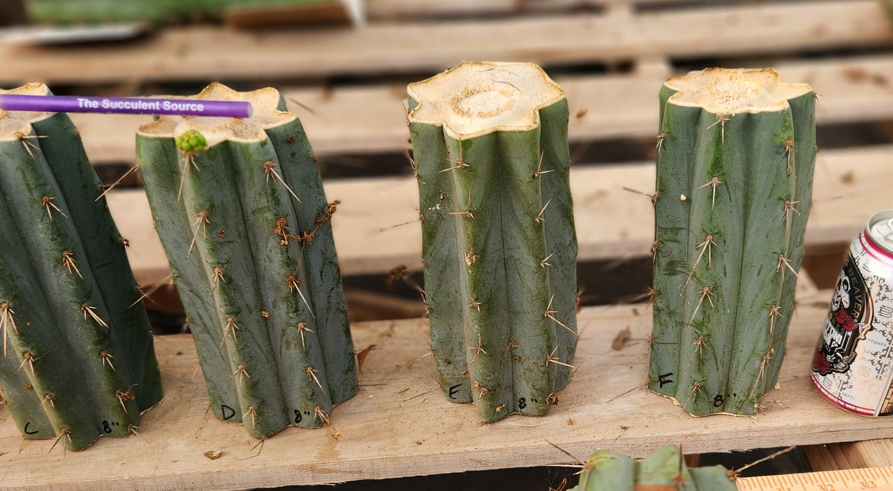 #EC293 EXACT Trichocereus Peruvianus TSSBP #536 Cactus Cuttings-Cactus - Large - Exact-The Succulent Source