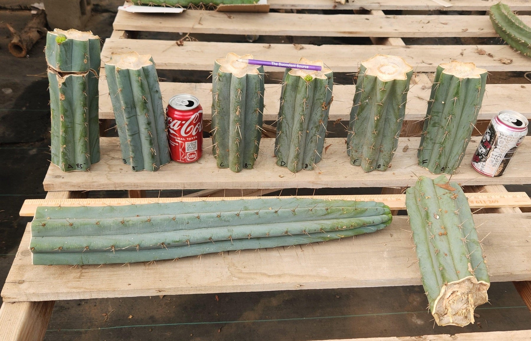#EC293 EXACT Trichocereus Peruvianus TSSBP #536 Cactus Cuttings-Cactus - Large - Exact-The Succulent Source