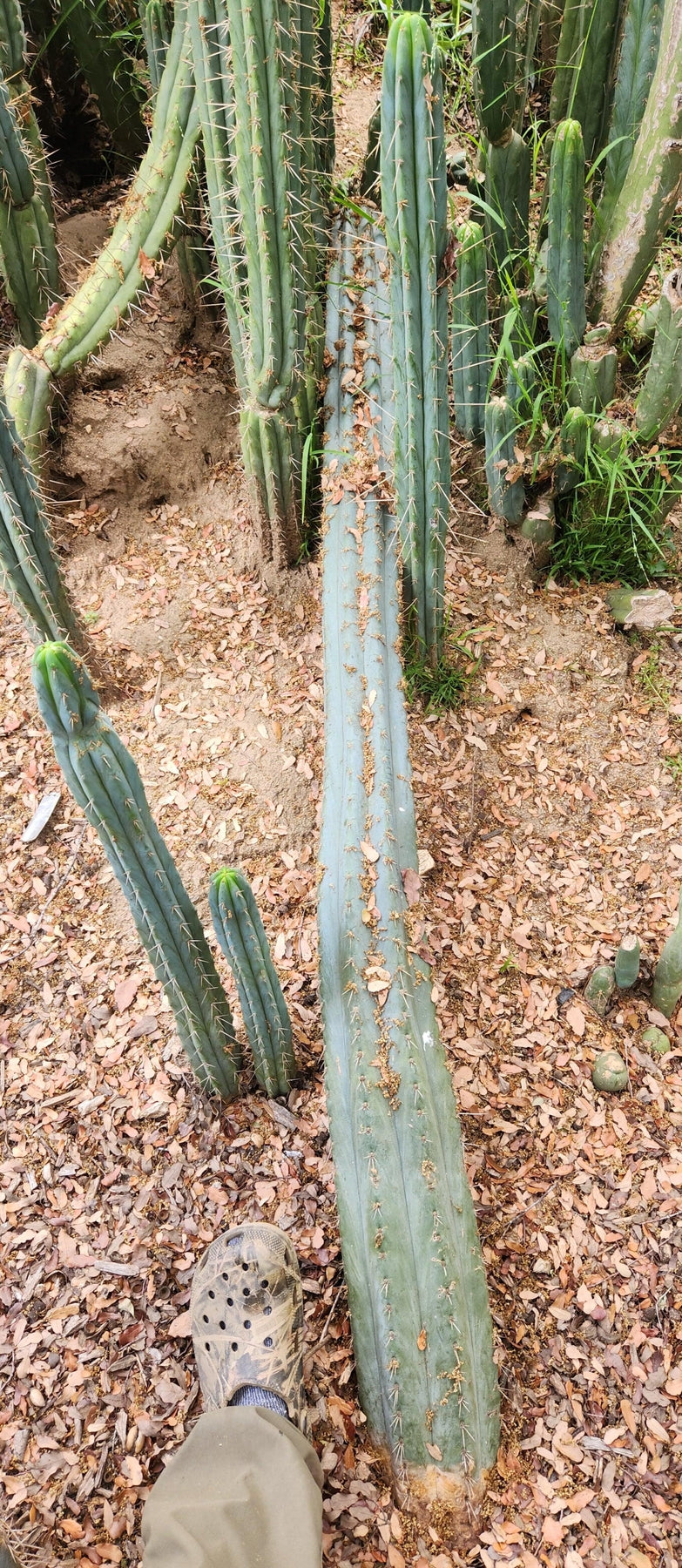 #EC293 EXACT Trichocereus Peruvianus TSSBP #536 Cactus Cuttings-Cactus - Large - Exact-The Succulent Source