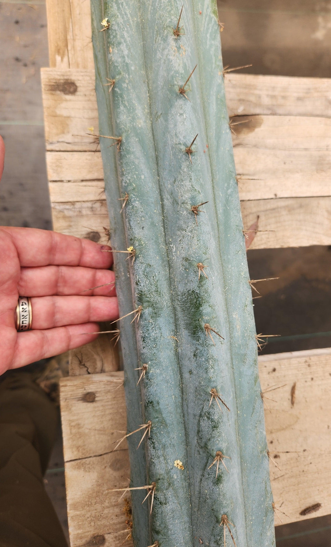 #EC293 EXACT Trichocereus Peruvianus TSSBP #536 Cactus Cuttings-Cactus - Large - Exact-The Succulent Source