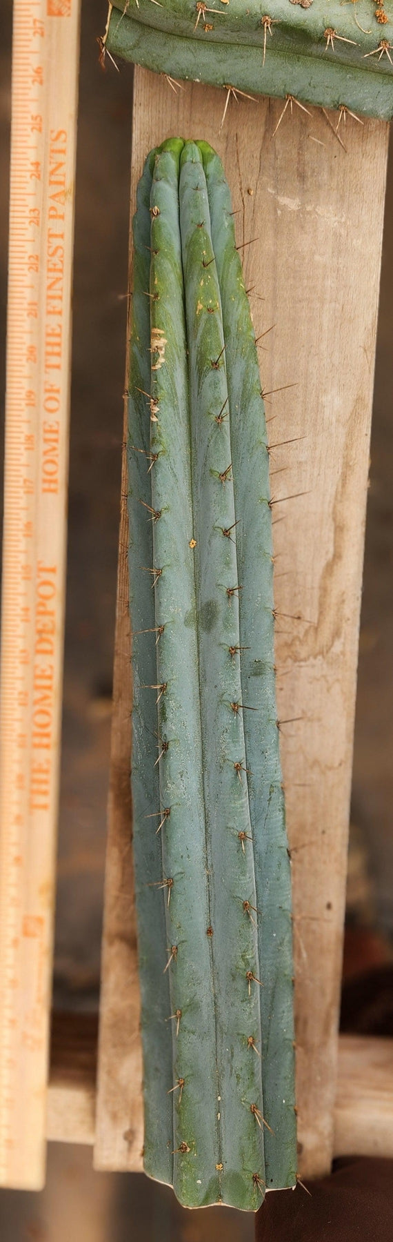 #EC293 EXACT Trichocereus Peruvianus TSSBP #536 Cactus Cuttings-Cactus - Large - Exact-The Succulent Source