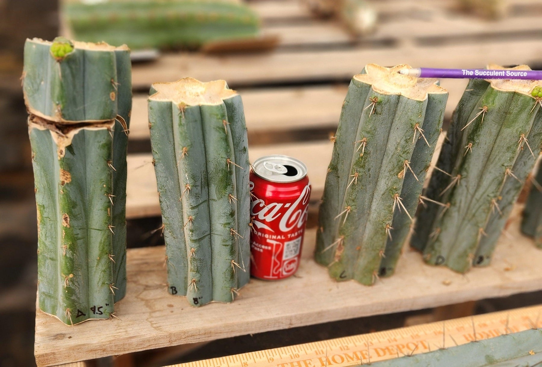 #EC293 EXACT Trichocereus Peruvianus TSSBP #536 Cactus Cuttings-Cactus - Large - Exact-The Succulent Source
