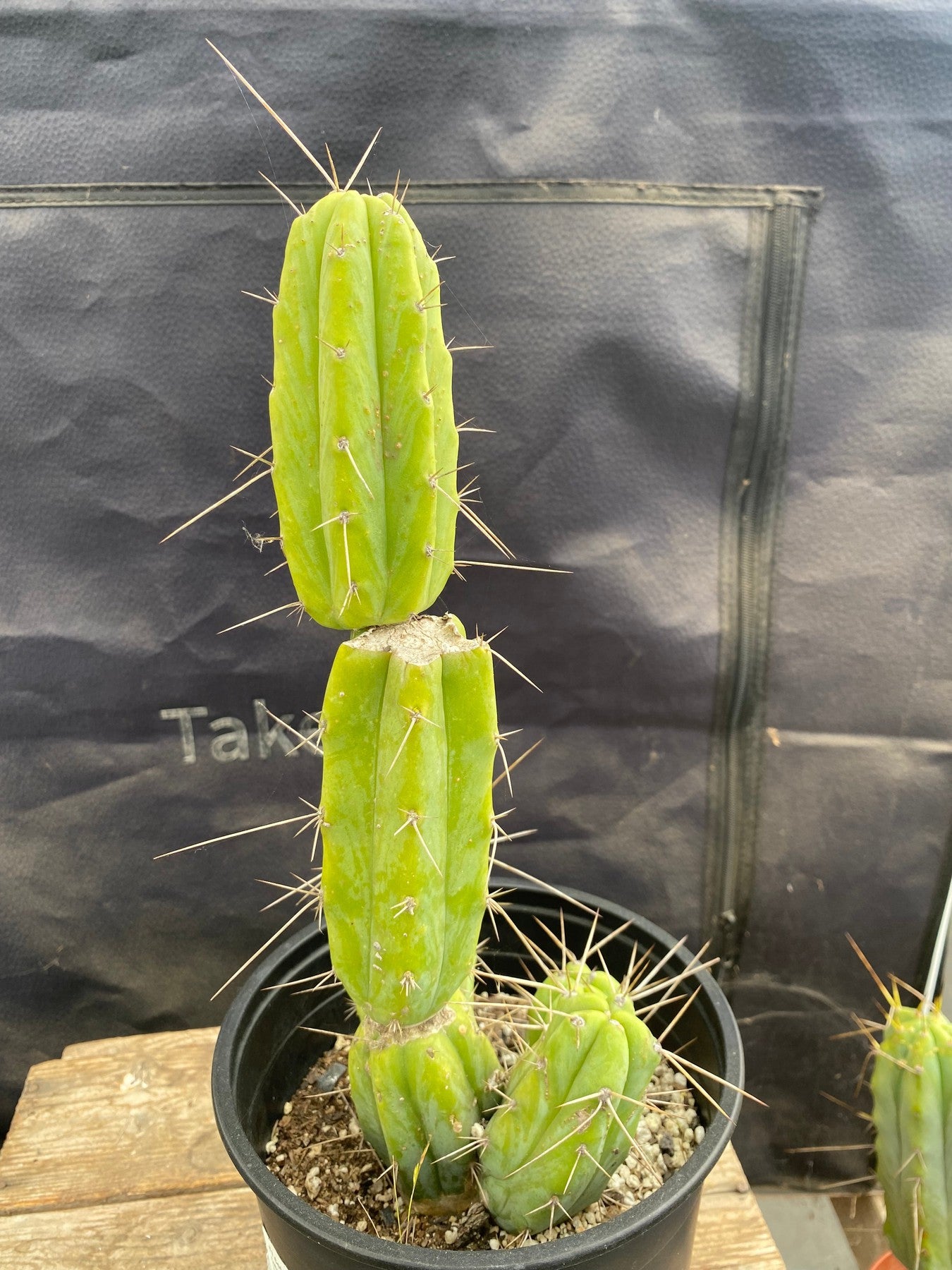 #EC294 EXACT Trichocereus Bridgesii Jiimz Cactus 11.5”-Cactus - Large - Exact-The Succulent Source