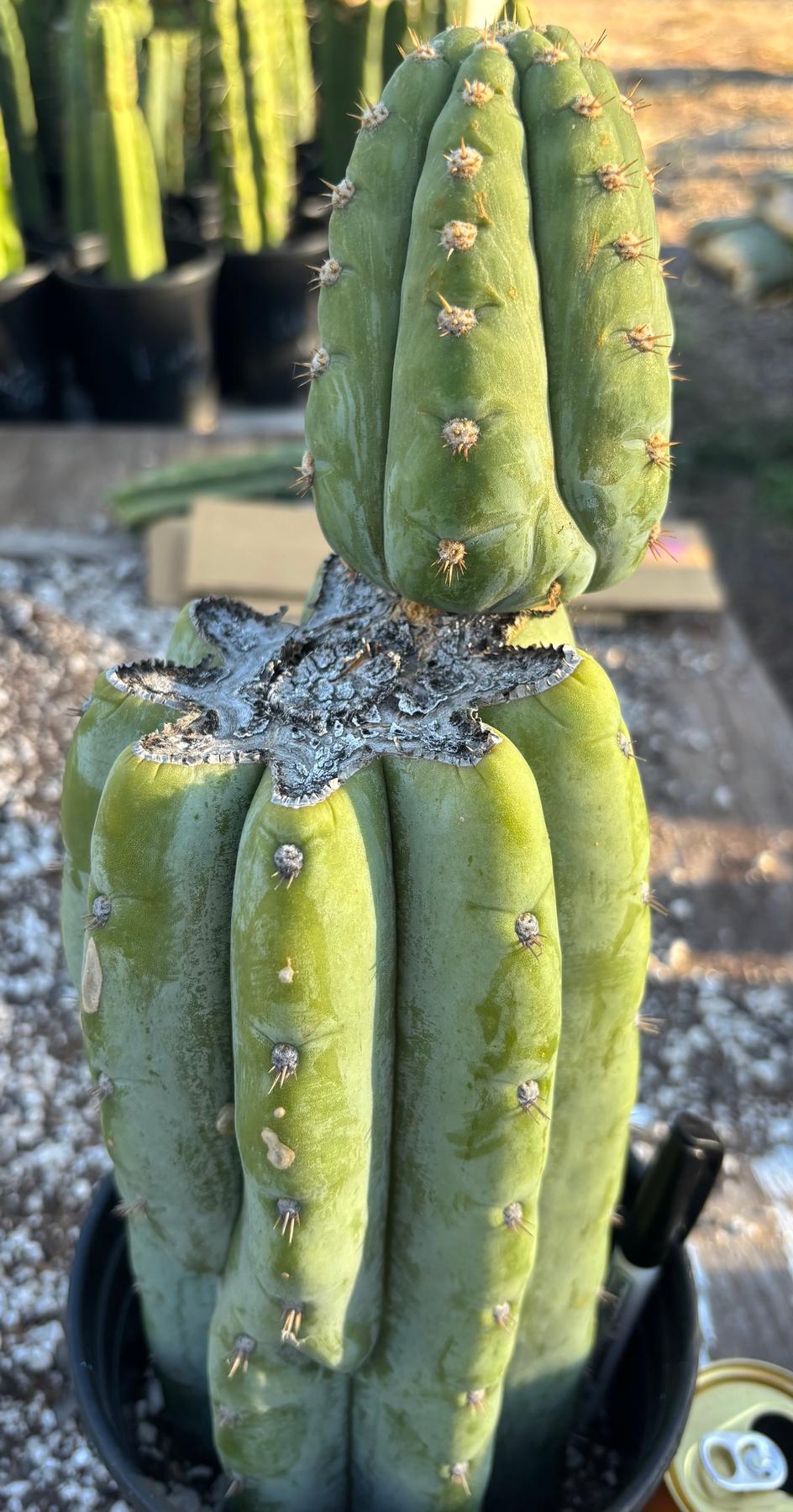 #EC294 EXACT Trichocereus Hamilton Short Spine Cactus 14”-Cactus - Large - Exact-The Succulent Source