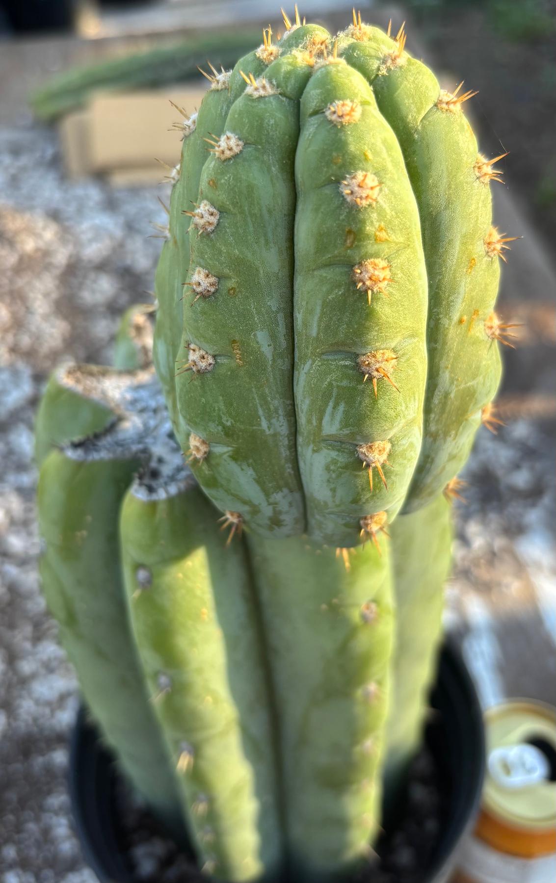 #EC294 EXACT Trichocereus Hamilton Short Spine Cactus 14”-Cactus - Large - Exact-The Succulent Source