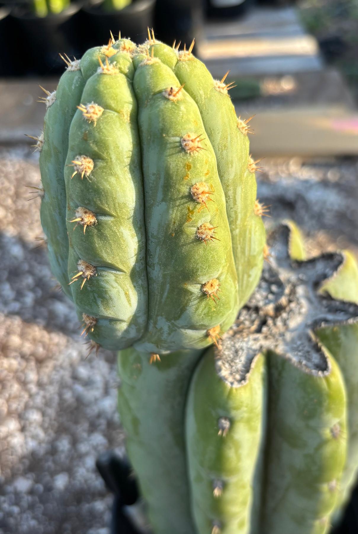 #EC294 EXACT Trichocereus Hamilton Short Spine Cactus 14”-Cactus - Large - Exact-The Succulent Source
