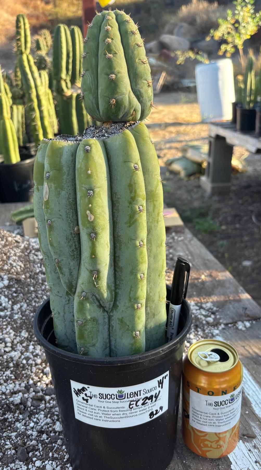 dry san pedro cactus #EC294 EXACT Trichocereus Hamilton Short Spine Cactus 14”