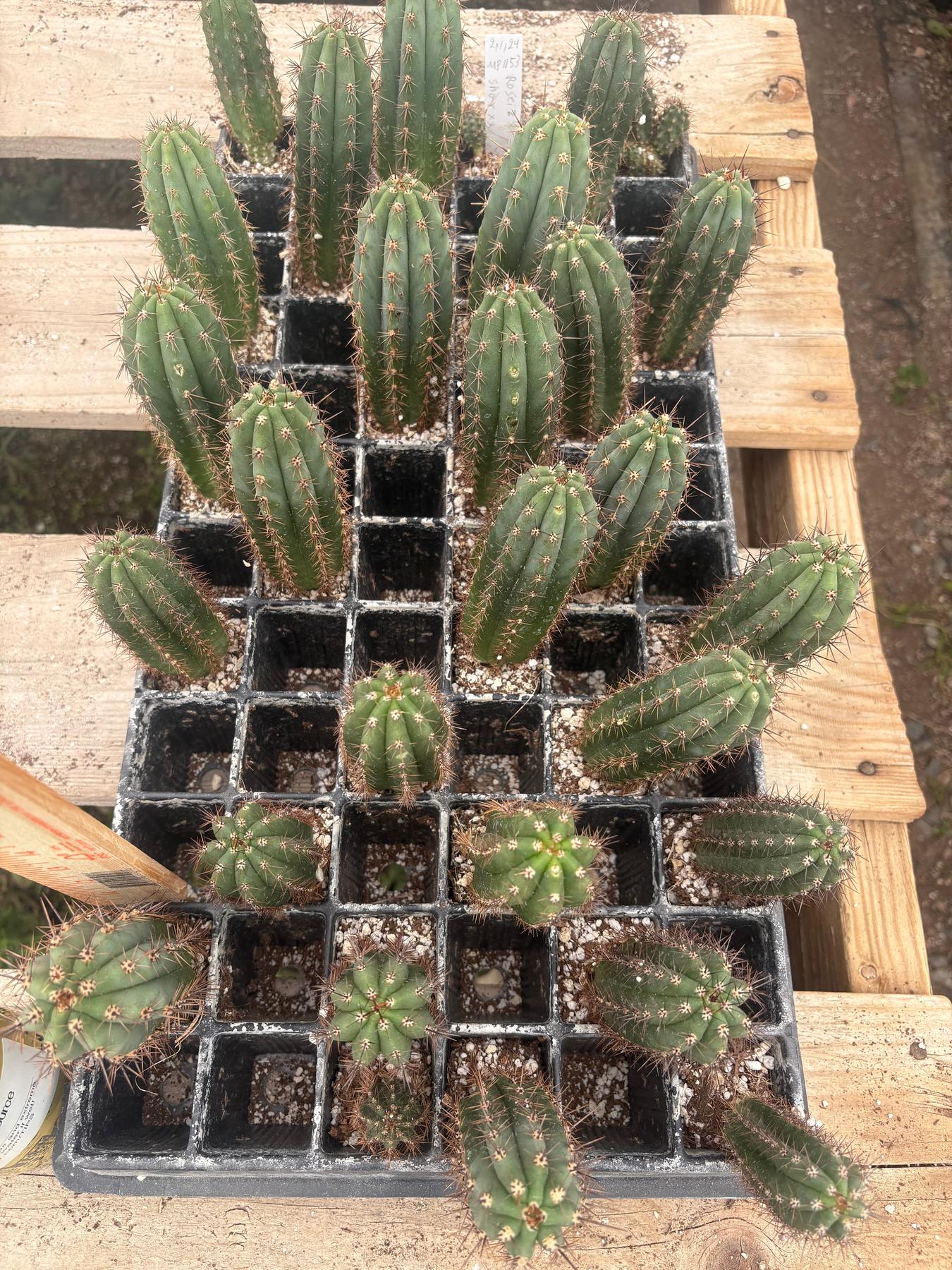 #EC295 EXACT Trichocereus Peruvianus Rosei2 X Peruvianus Sharxx Blue Cactus seedling 5-6”-Cactus - Large - Exact-The Succulent Source