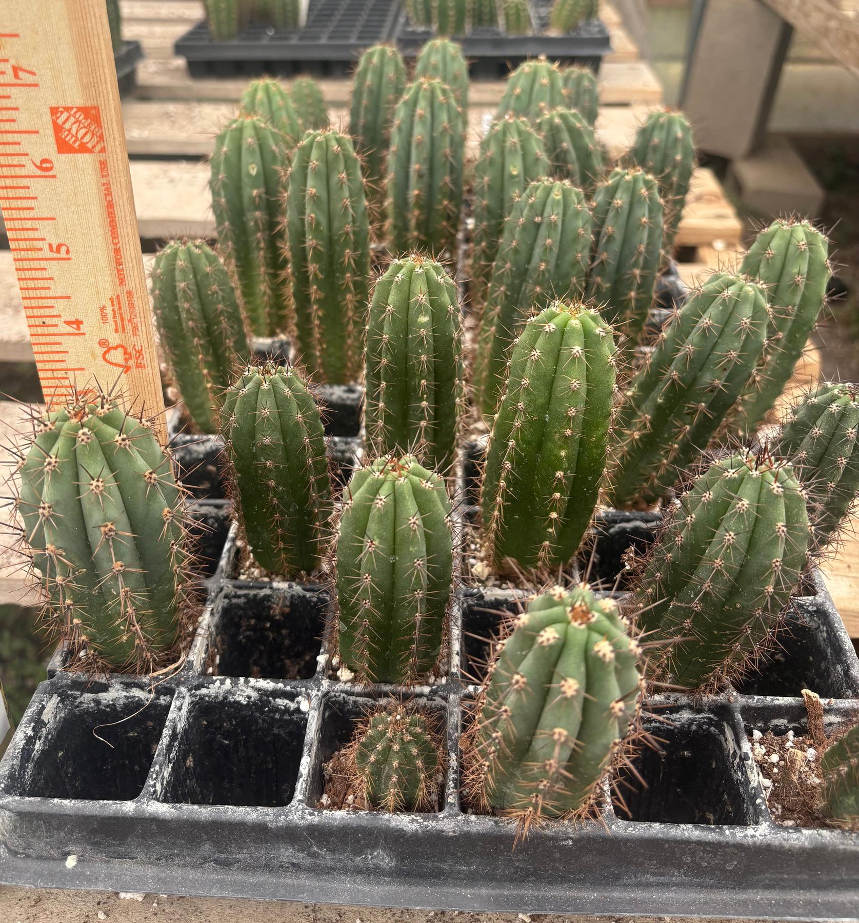 #EC295 EXACT Trichocereus Peruvianus Rosei2 X Peruvianus Sharxx Blue Cactus seedling 5-6”-Cactus - Large - Exact-The Succulent Source