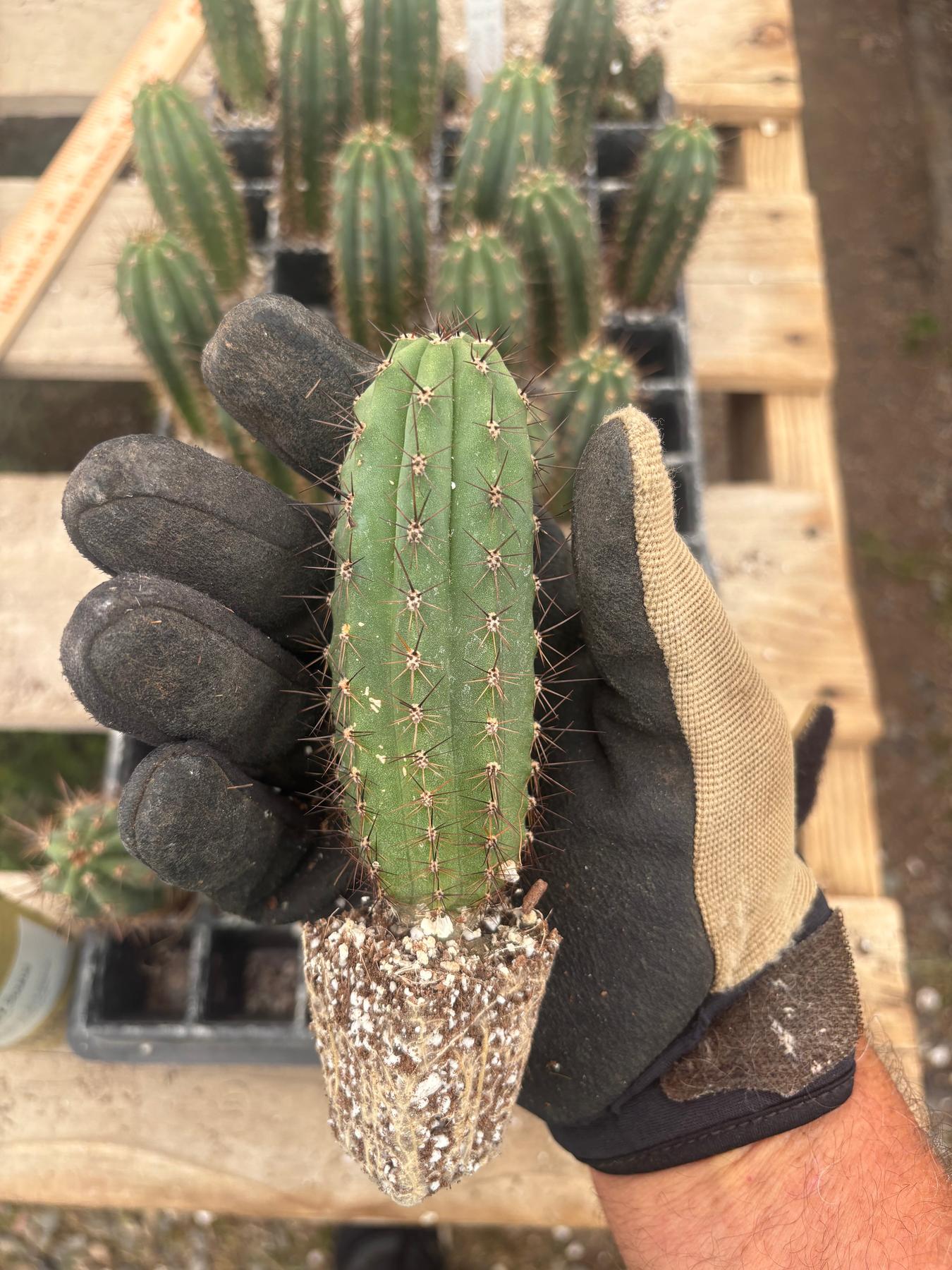 #EC295 EXACT Trichocereus Peruvianus Rosei2 X Peruvianus Sharxx Blue Cactus seedling 5-6”-Cactus - Large - Exact-The Succulent Source
