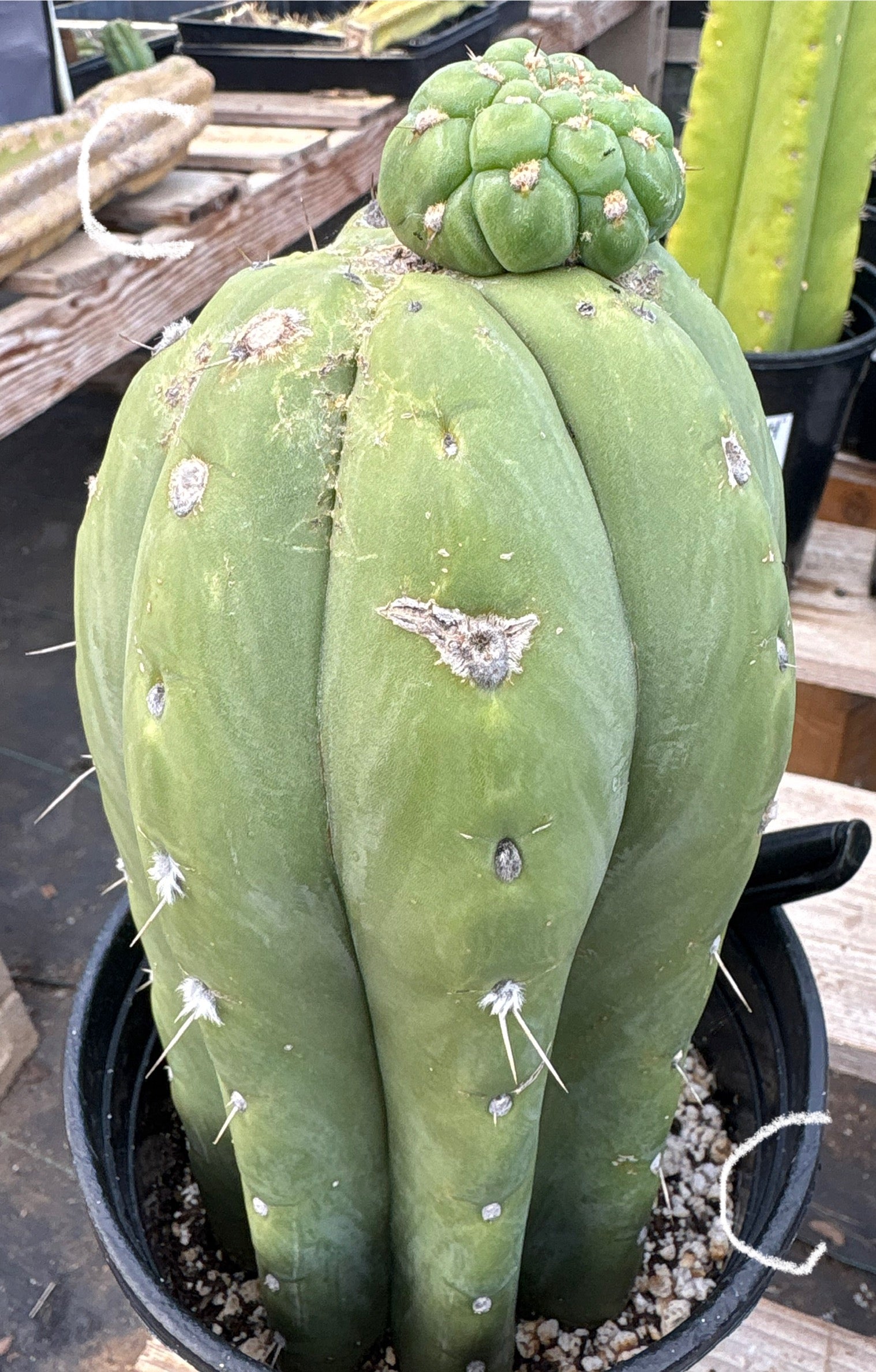 #EC296 EXACT Trichocereus Pachanoi Nuestra Bonita Cactus Potted A-D-Cactus - Large - Exact-The Succulent Source