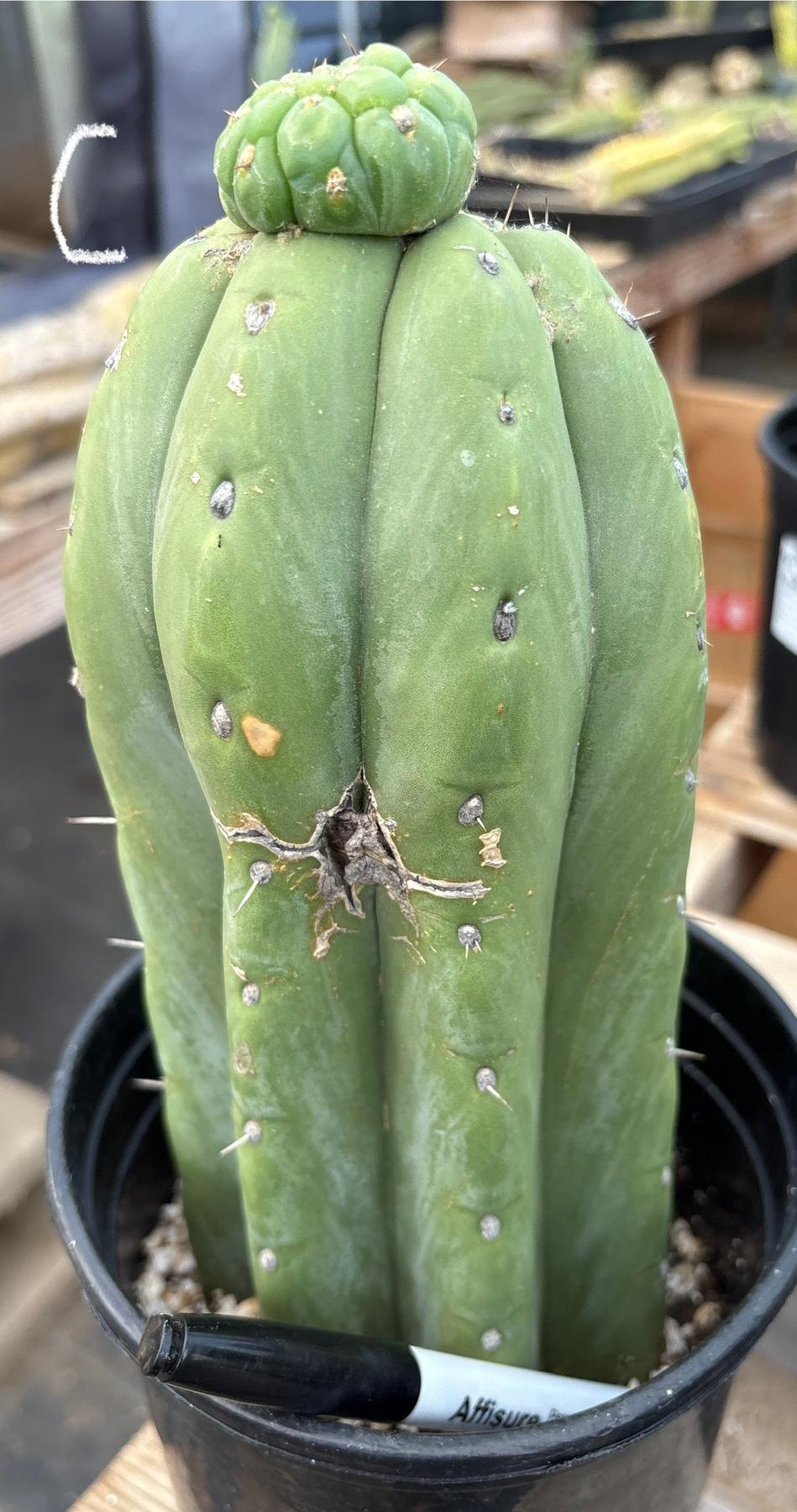 #EC296 EXACT Trichocereus Pachanoi Nuestra Bonita Cactus Potted A-D-Cactus - Large - Exact-The Succulent Source