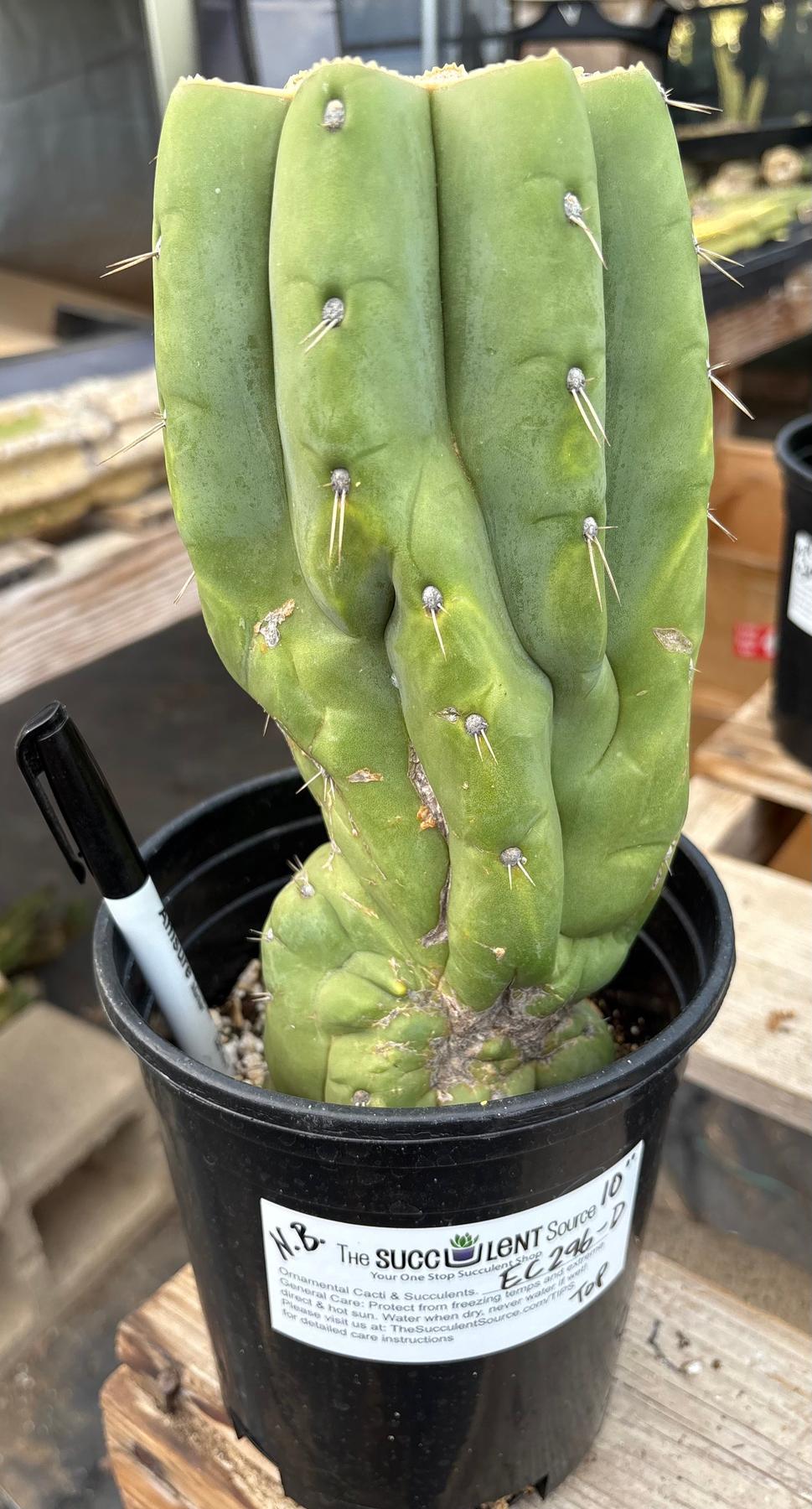 #EC296 EXACT Trichocereus Pachanoi Nuestra Bonita Cactus Potted A-D-Cactus - Large - Exact-The Succulent Source
