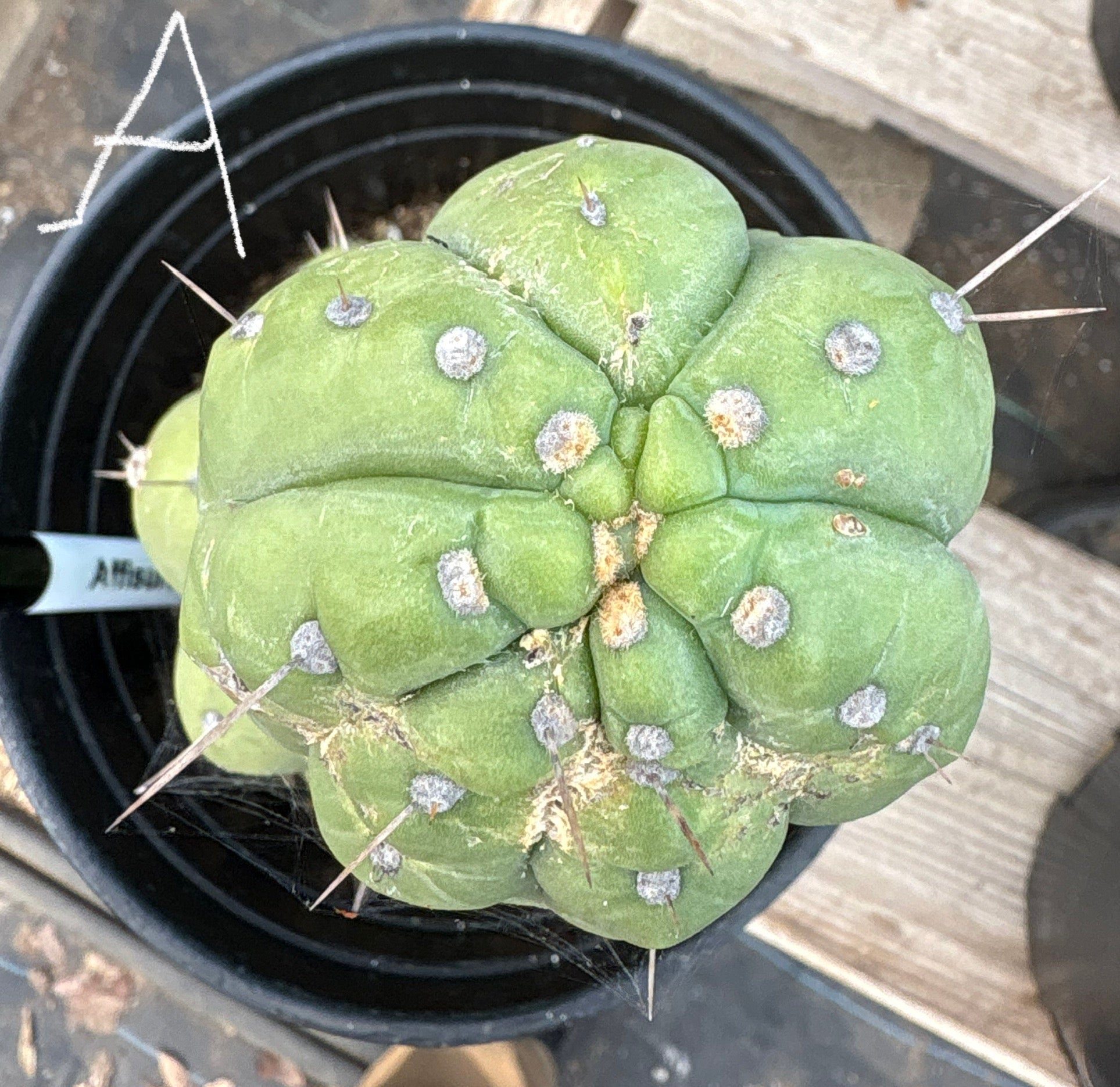 #EC296 EXACT Trichocereus Pachanoi Nuestra Bonita Cactus Potted A-D-Cactus - Large - Exact-The Succulent Source